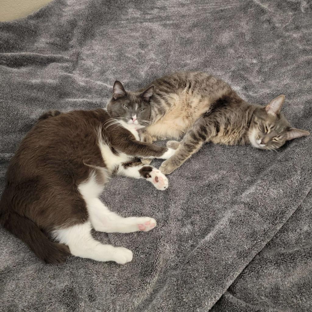 Enlarge Caroline, a Adoptable Domestic Short Hair in Tampa, FL image 3/4