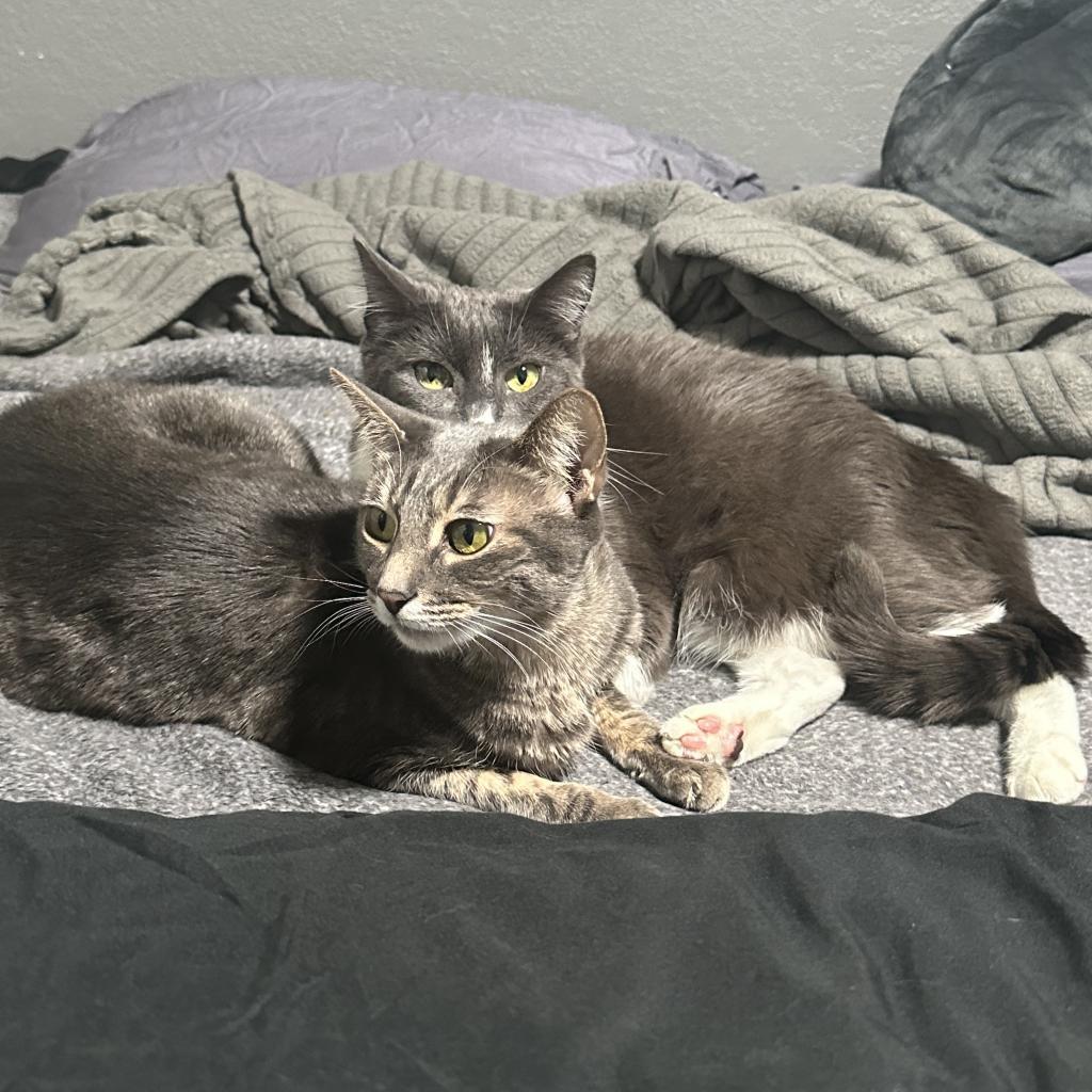 Enlarge Caroline, a Adoptable Domestic Short Hair in Tampa, FL image 4/4