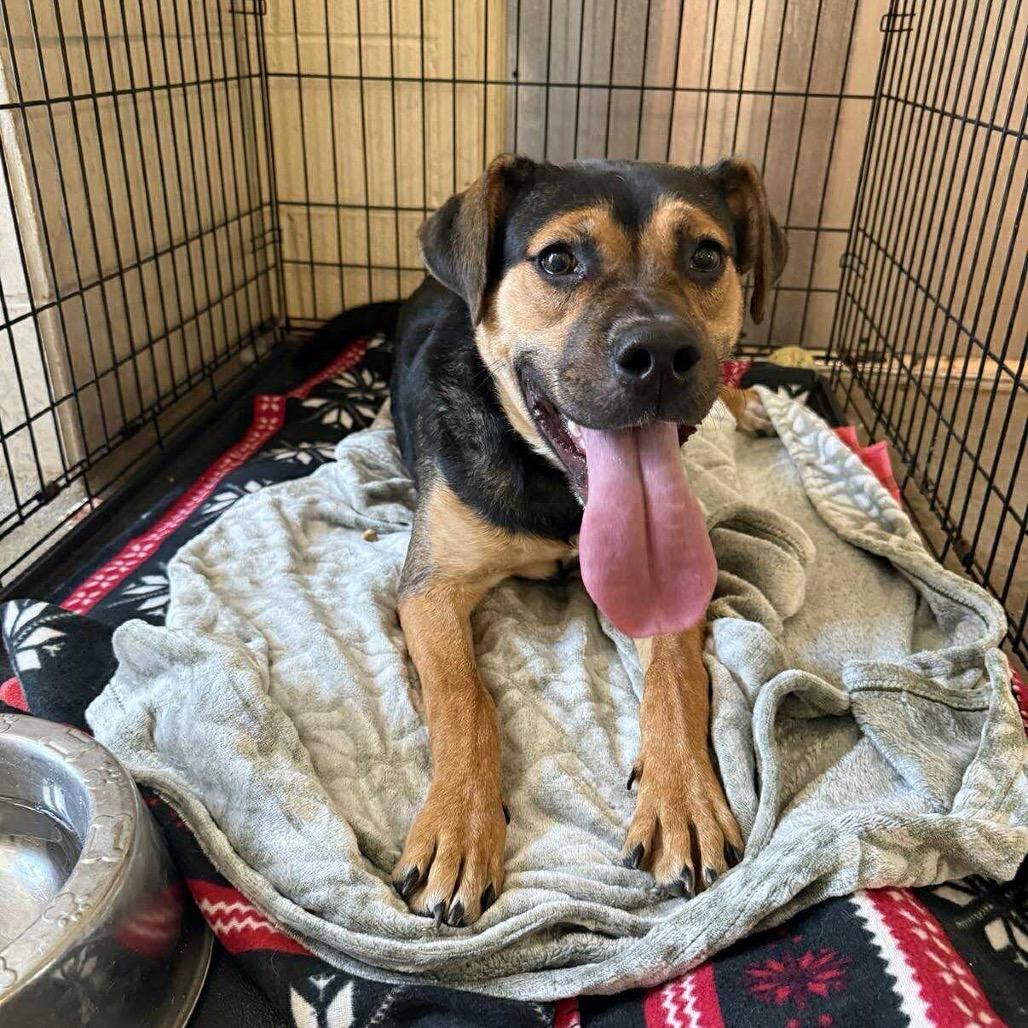 Hazel, Adoptable, Young Female Mixed Breed.