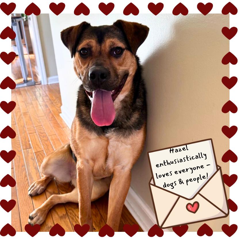 Hazel, Adoptable, Adult Female Mixed Breed.