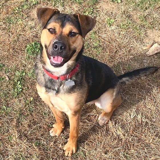 Hazel, Adoptable, Young Female Mixed Breed.