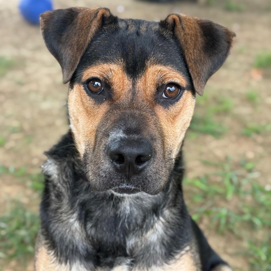 Enlarge Hazel, a Adoptable Mixed Breed in Chattanooga, TN image 4/6