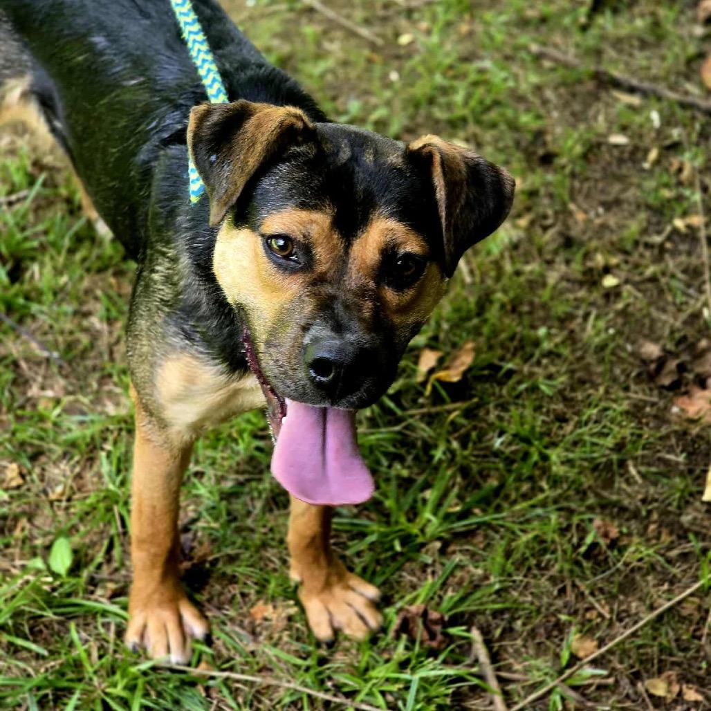 Enlarge Hazel, a Adoptable Mixed Breed in Chattanooga, TN image 6/6