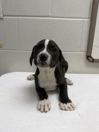 Bertram FKA Butthead