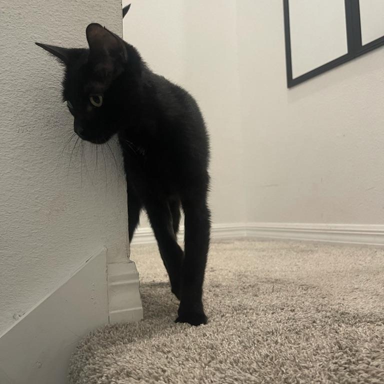 Ralphella, Senior Female unknown