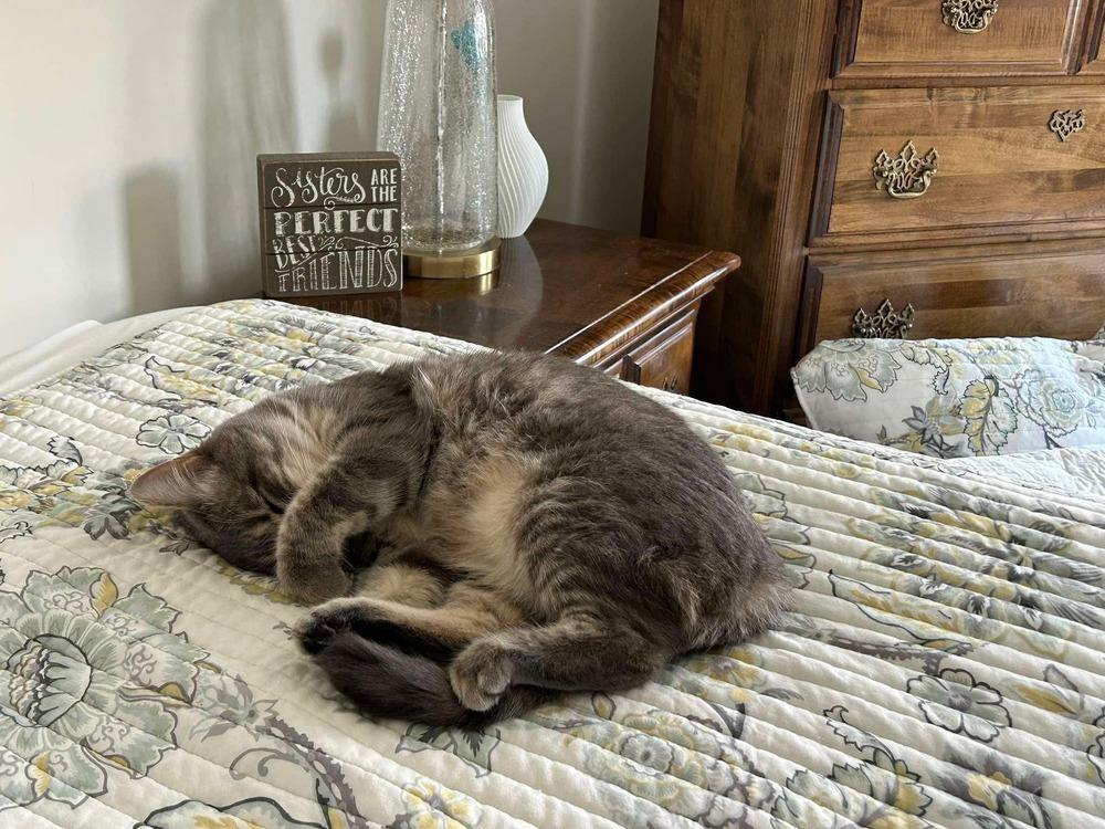 Beautiful Winnie May, Adoptable, Adult Female Domestic Short Hair.
