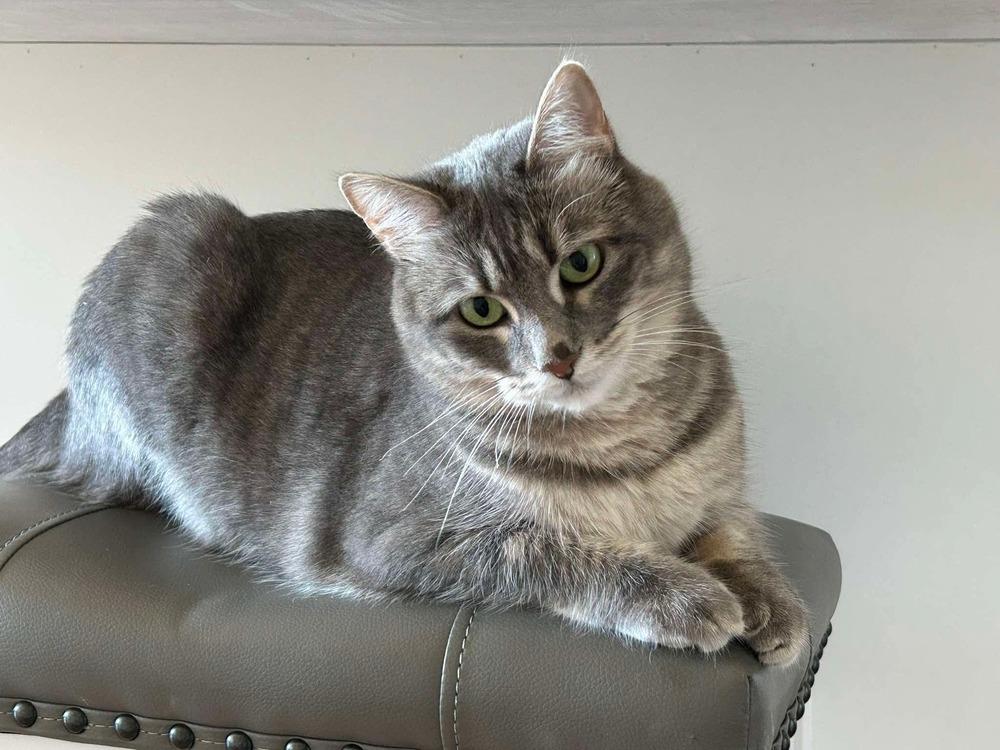 Enlarge Beautiful Winnie May, a Adoptable Domestic Short Hair in Groveland, MA image 2/6