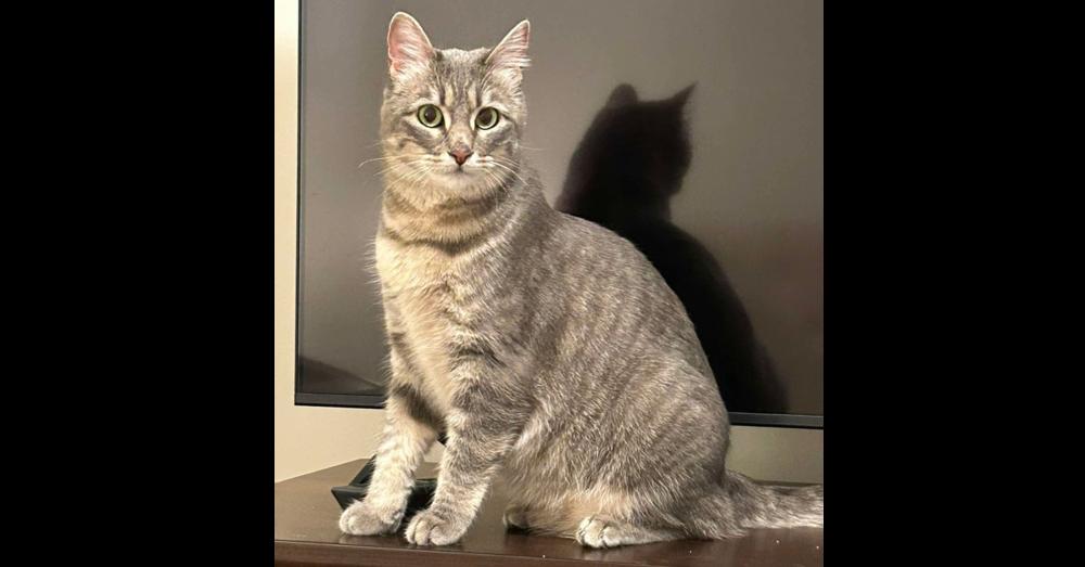 Enlarge Beautiful Winnie May, a Adoptable Domestic Short Hair in Groveland, MA image 3/6