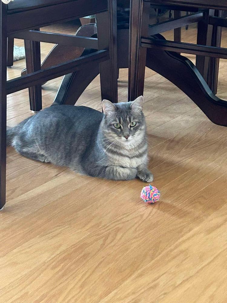 Enlarge Beautiful Winnie May, a Adoptable Domestic Short Hair in Groveland, MA image 4/6