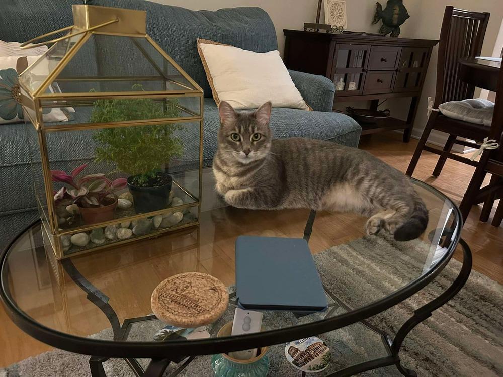 Enlarge Beautiful Winnie May, a Adoptable Domestic Short Hair in Groveland, MA image 5/6