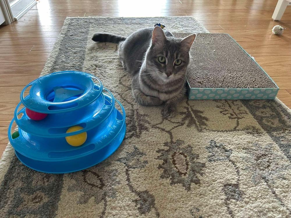 Enlarge Beautiful Winnie May, a Adoptable Domestic Short Hair in Groveland, MA image 6/6