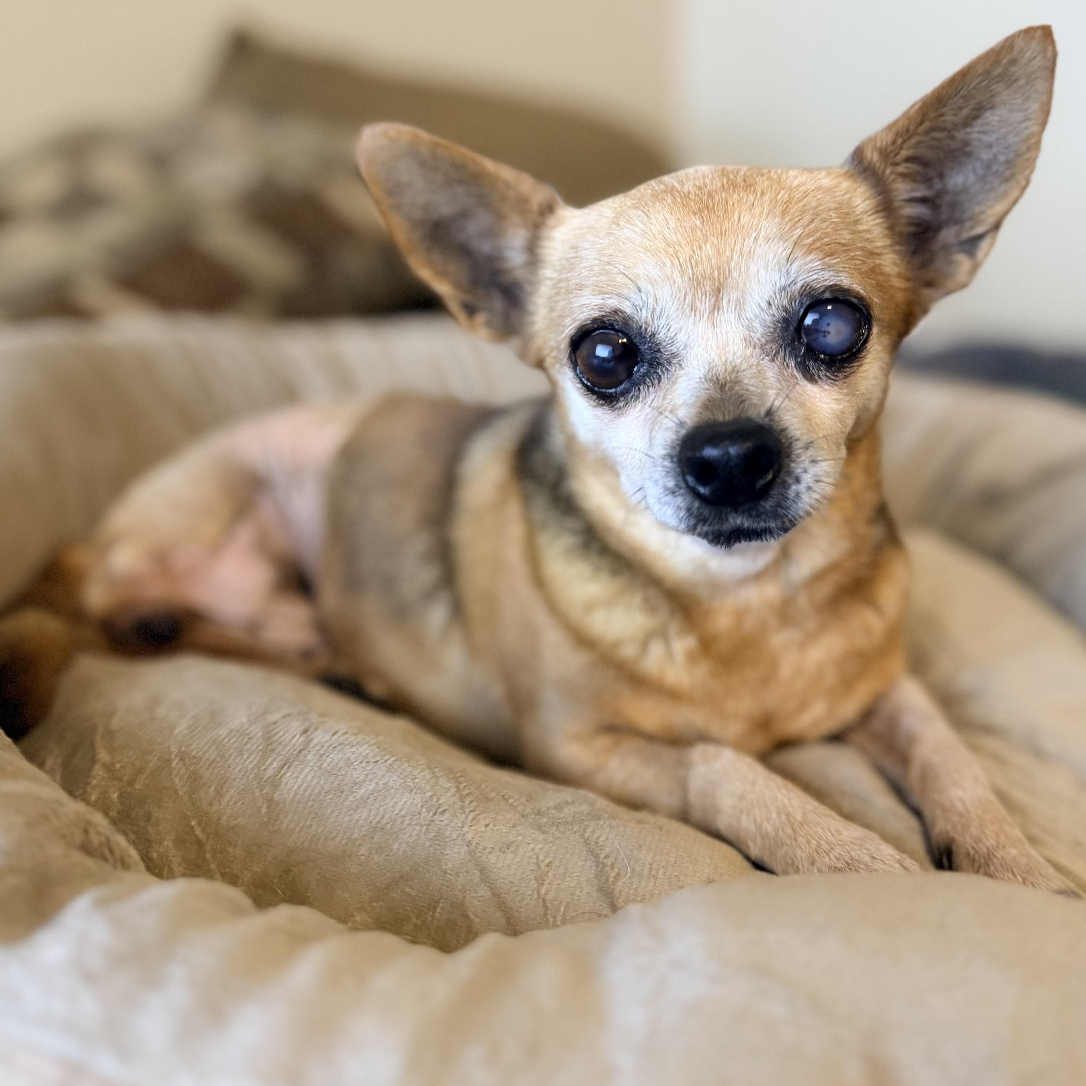 Enlarge Mabel, a Adoptable Chihuahua in Richardson, TX image 5/6