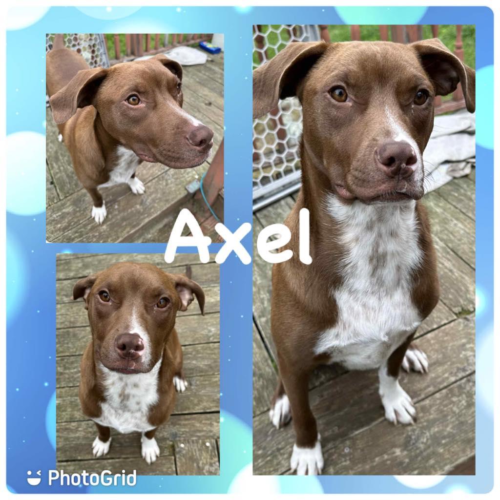 Axel