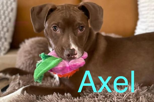 Axel photo 2
