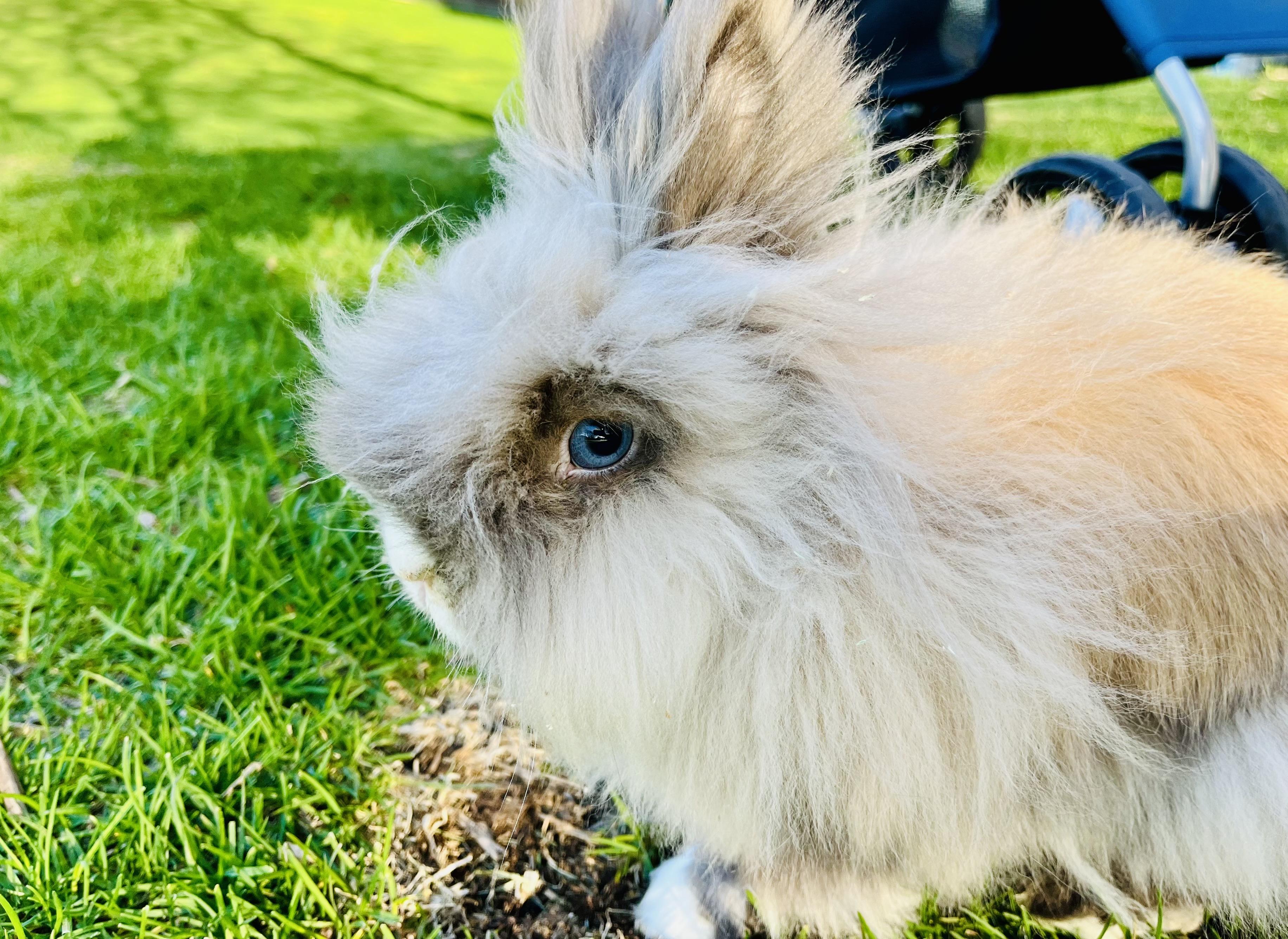 Enlarge Vernon, a ADOPTABLE Lionhead in Appleton, WI image 2/4