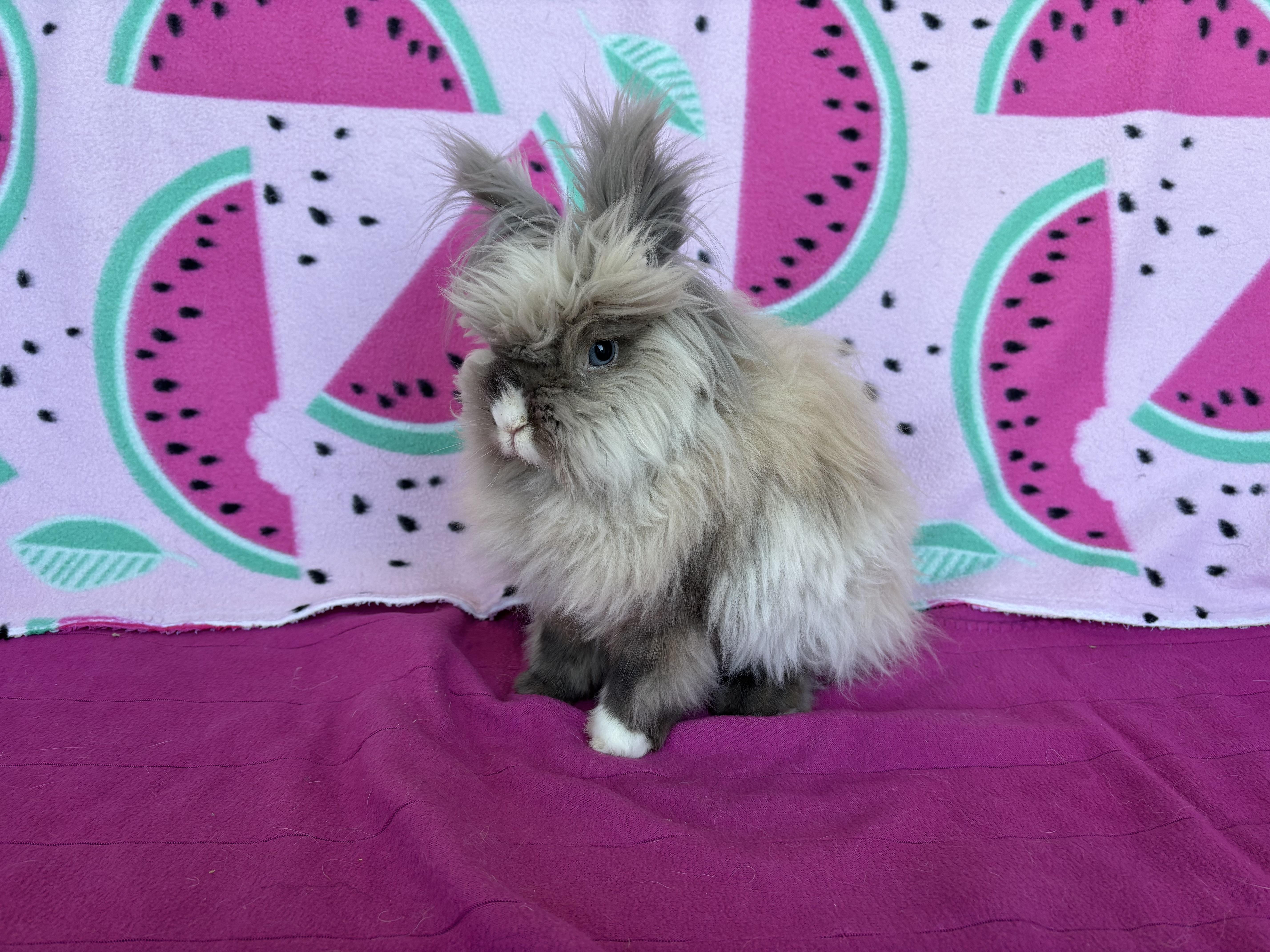 Enlarge Vernon, a ADOPTABLE Lionhead in Appleton, WI image 4/4
