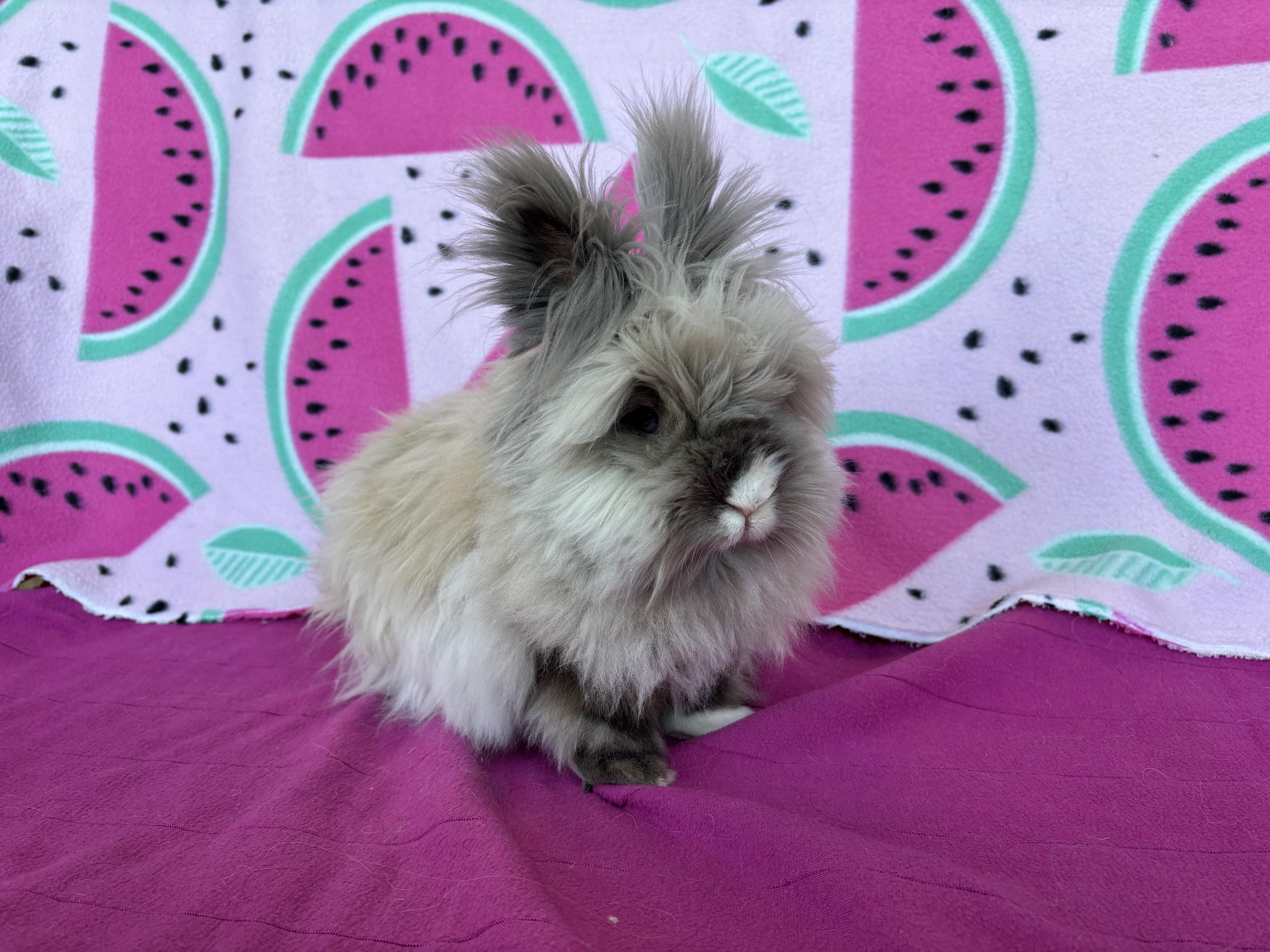 Enlarge Vernon, a ADOPTABLE Lionhead in Appleton, WI image 3/4