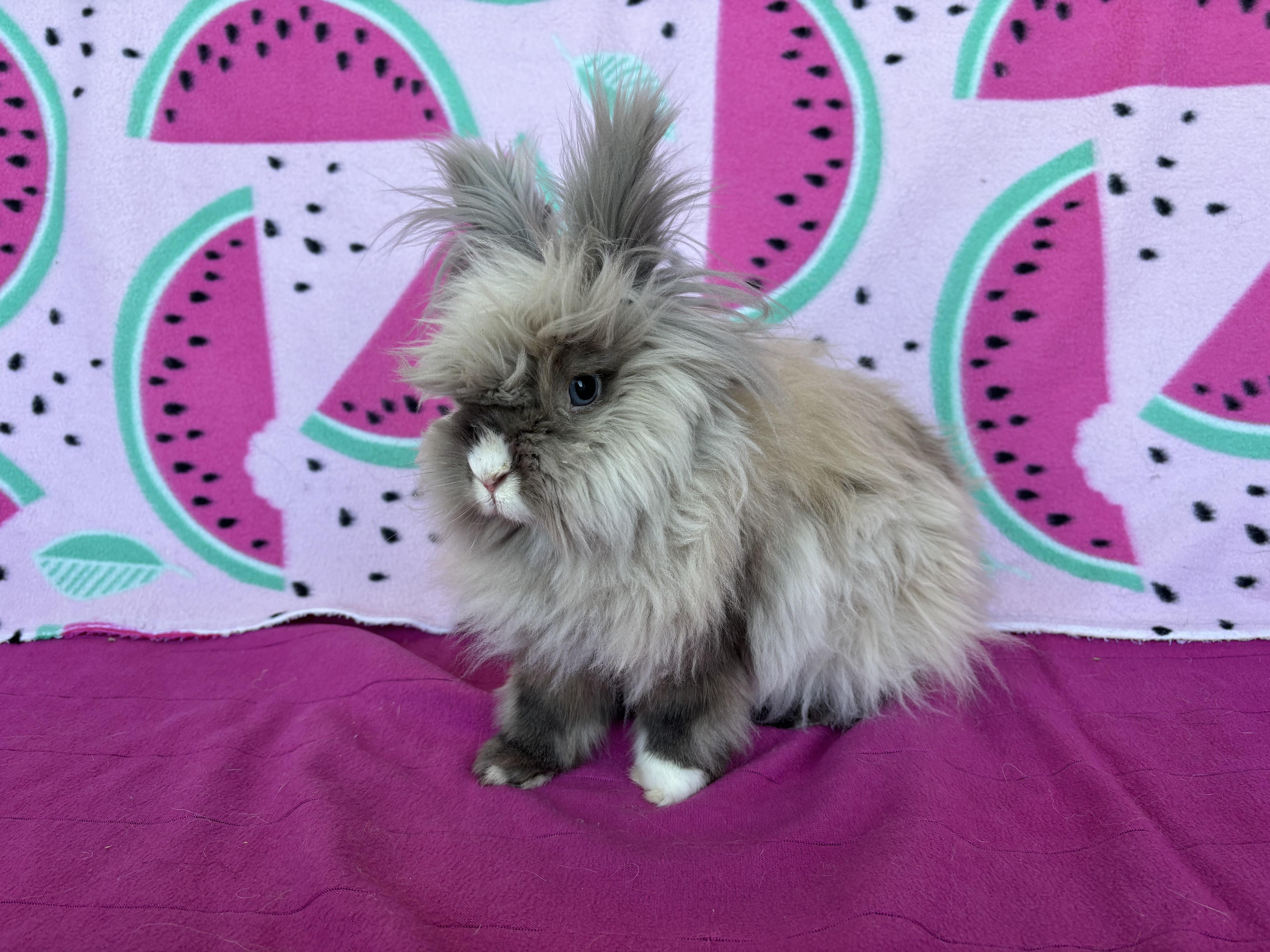 Enlarge Vernon, a ADOPTABLE Lionhead in Appleton, WI image 1/4