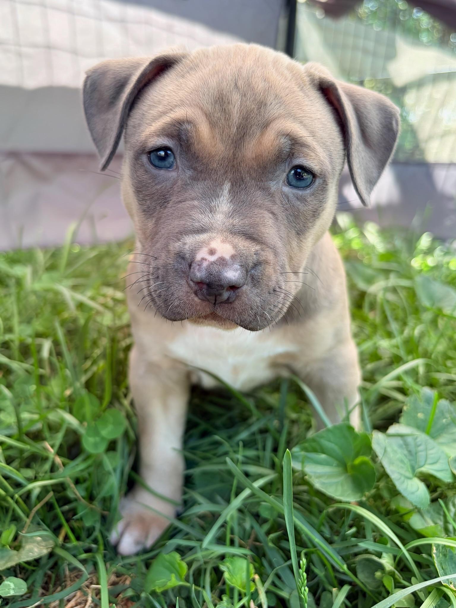 Chaos, Adoptable, Puppy Female Pit Bull Terrier.