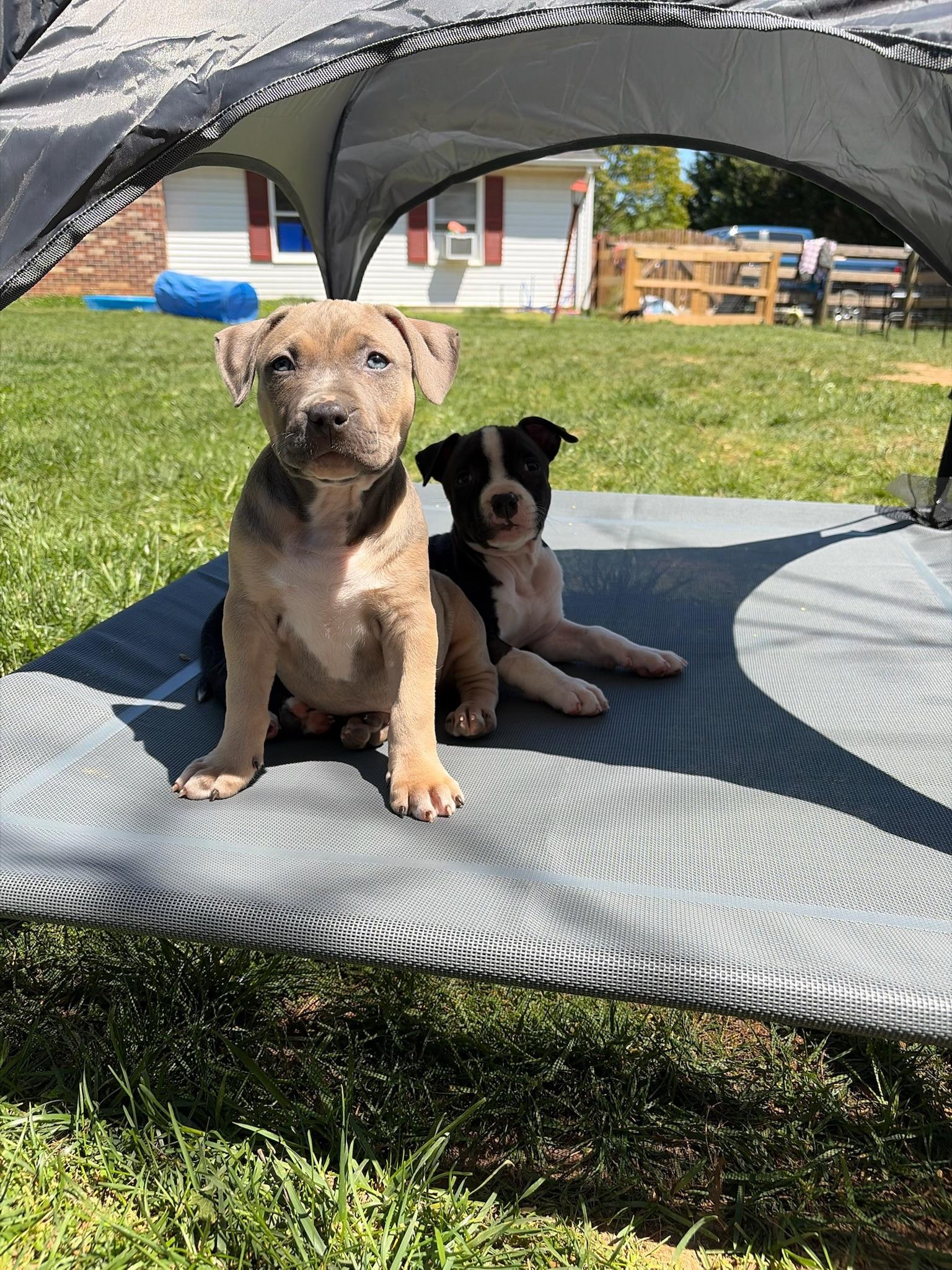 Chaos, a Adoptable Pit Bull Terrier in Alexandria, VA image 2/5