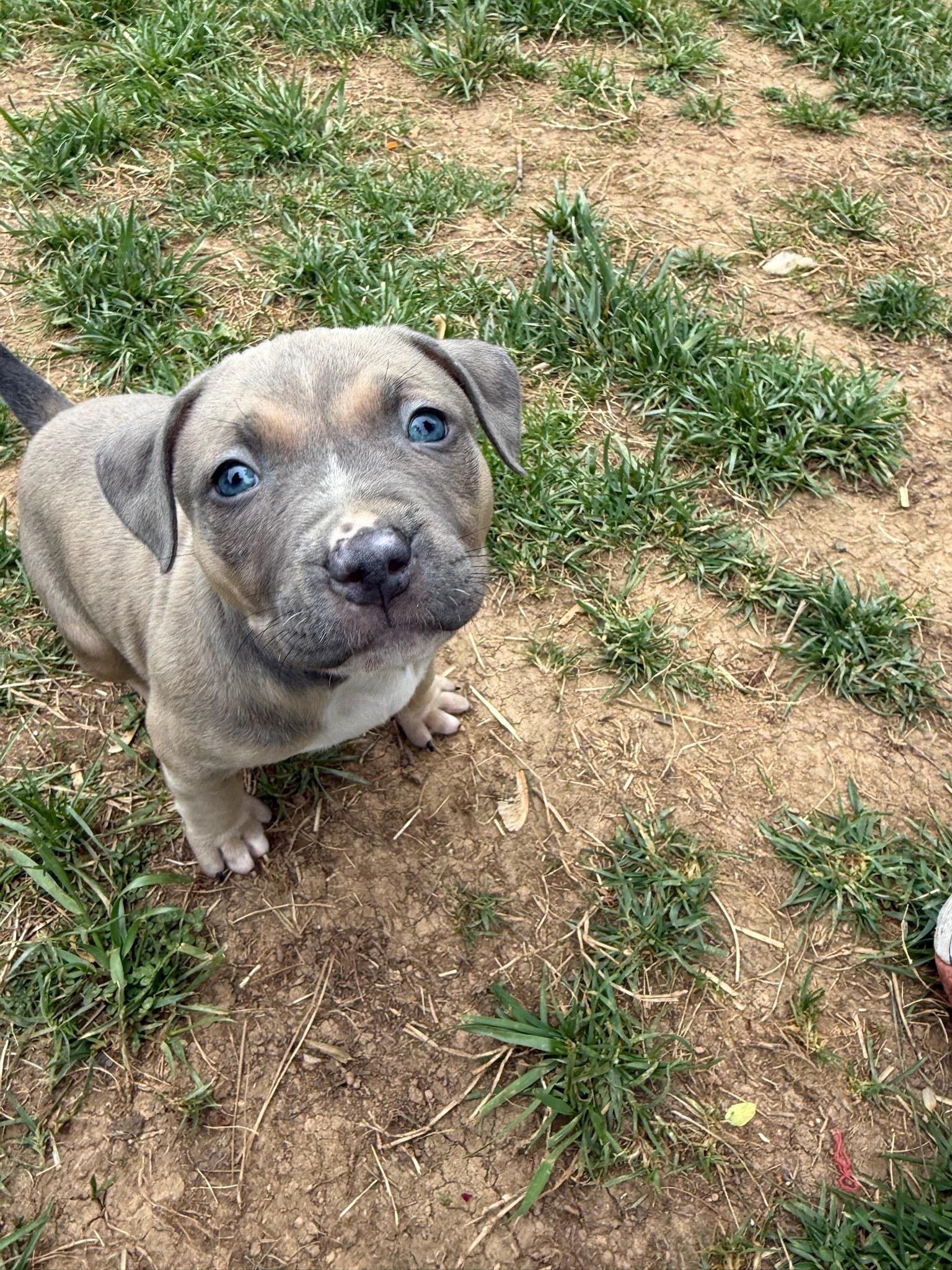Chaos, a Adoptable Pit Bull Terrier in Alexandria, VA image 4/5
