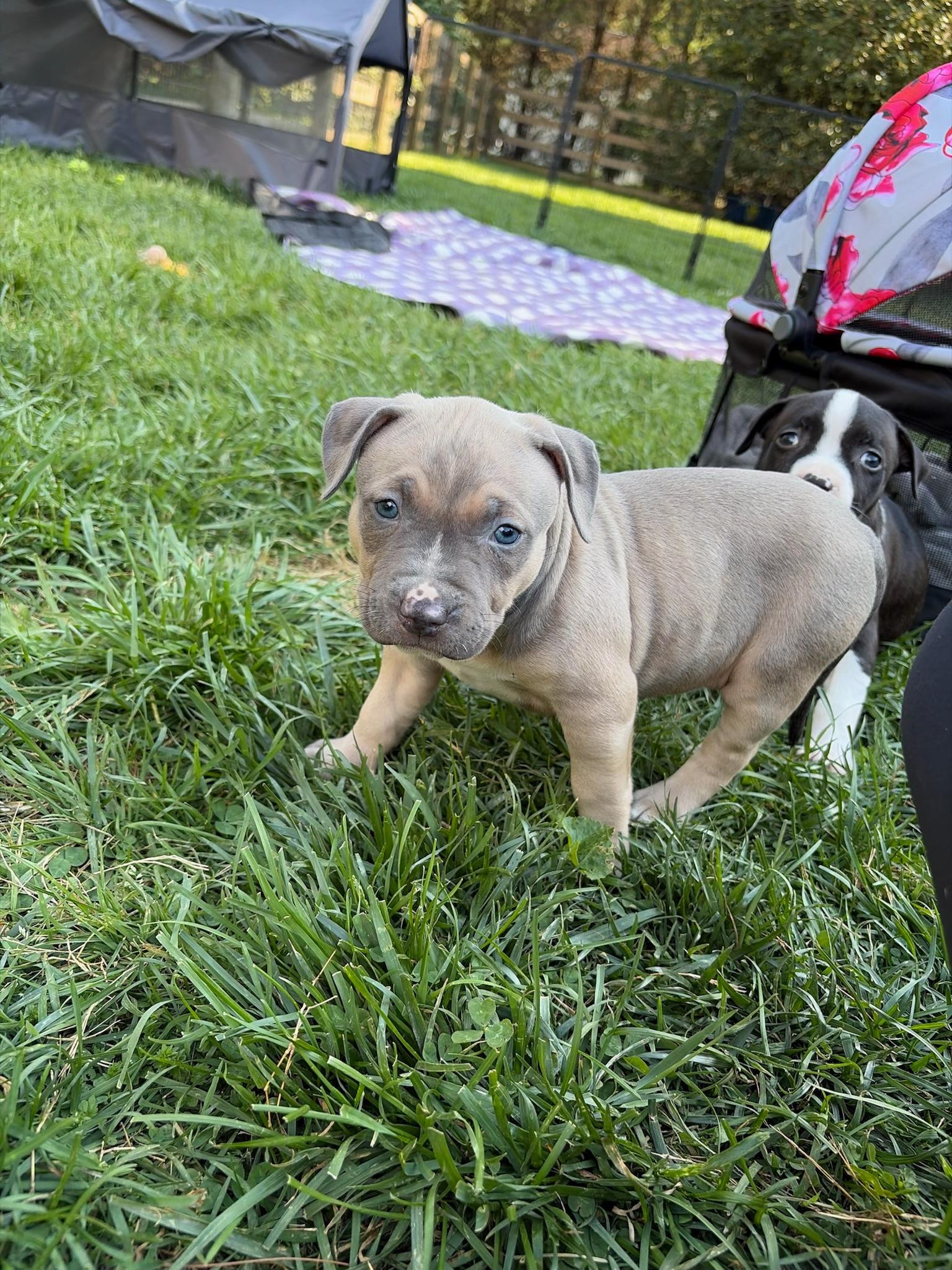 Chaos, a Adoptable Pit Bull Terrier in Alexandria, VA image 5/5