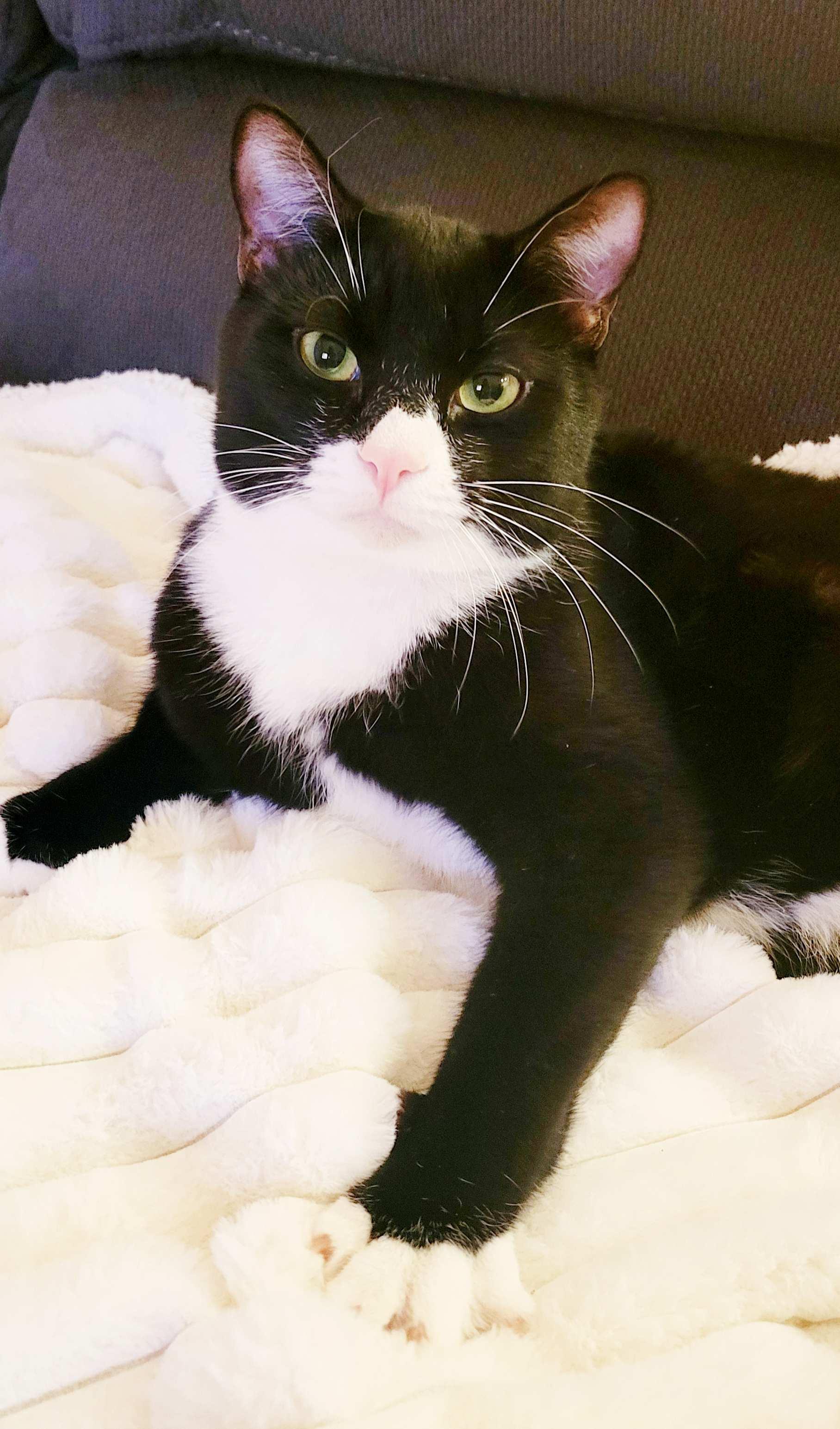 Kinder, an adoptable Domestic Short Hair in Calgary, AB, T2E 3Z7 | Photo Image 2