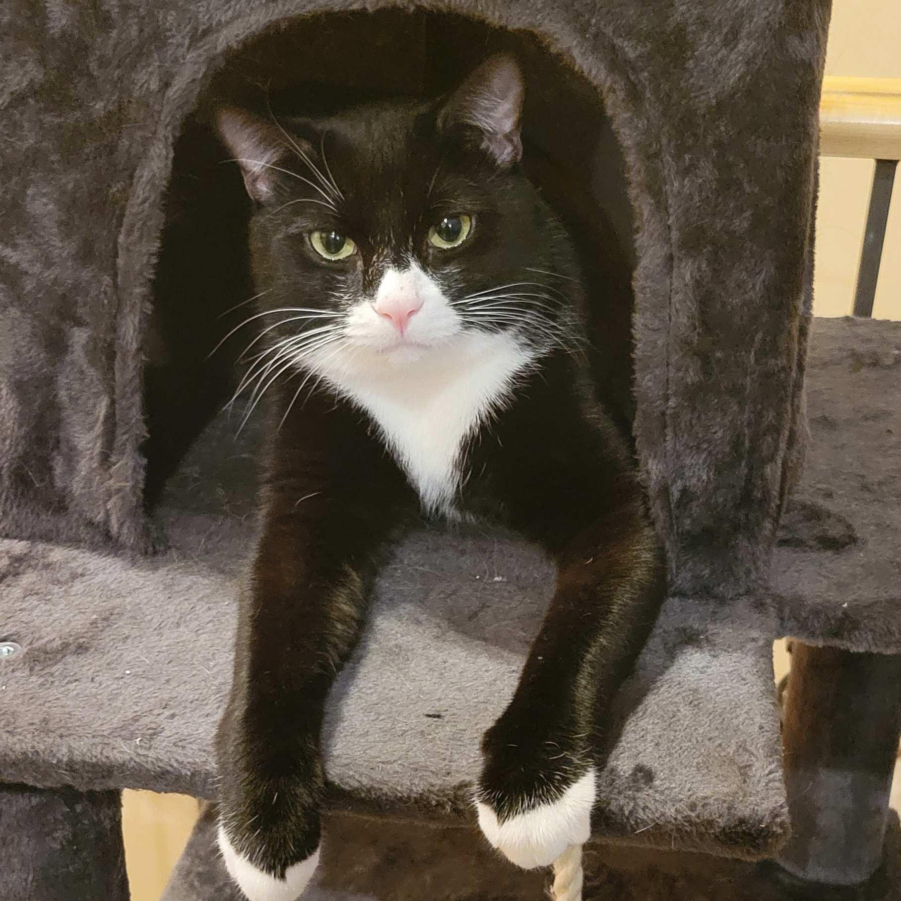 Kinder, an adoptable Domestic Short Hair in Calgary, AB, T2E 3Z7 | Photo Image 1