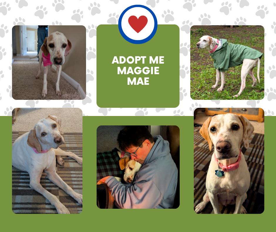 Maggie Mae (WI), ADOPTABLE, Senior Female English Pointer.