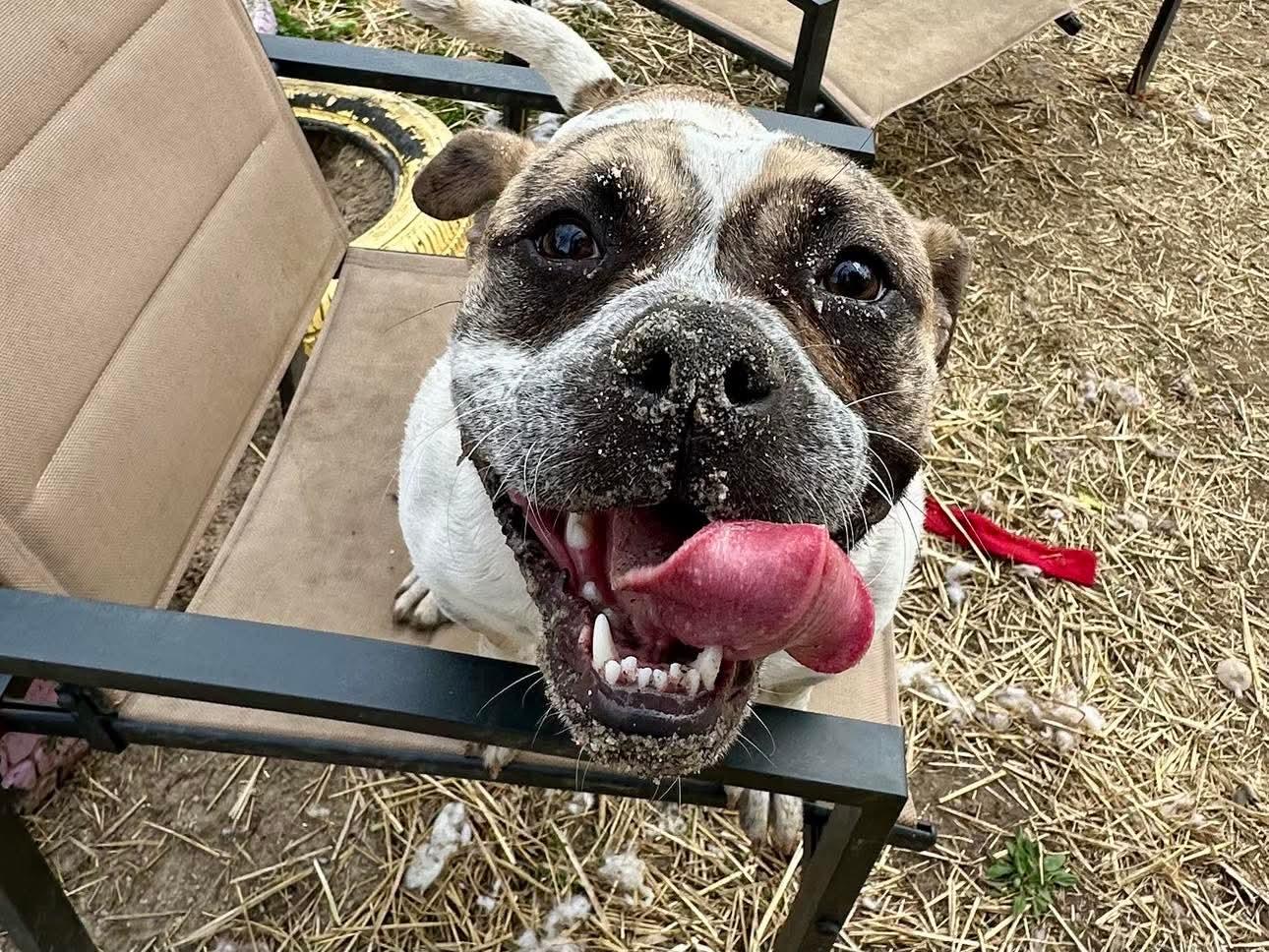 Enlarge Dot, a Adoptable mixed breed in INDIANAPOLIS, IN image 3/6