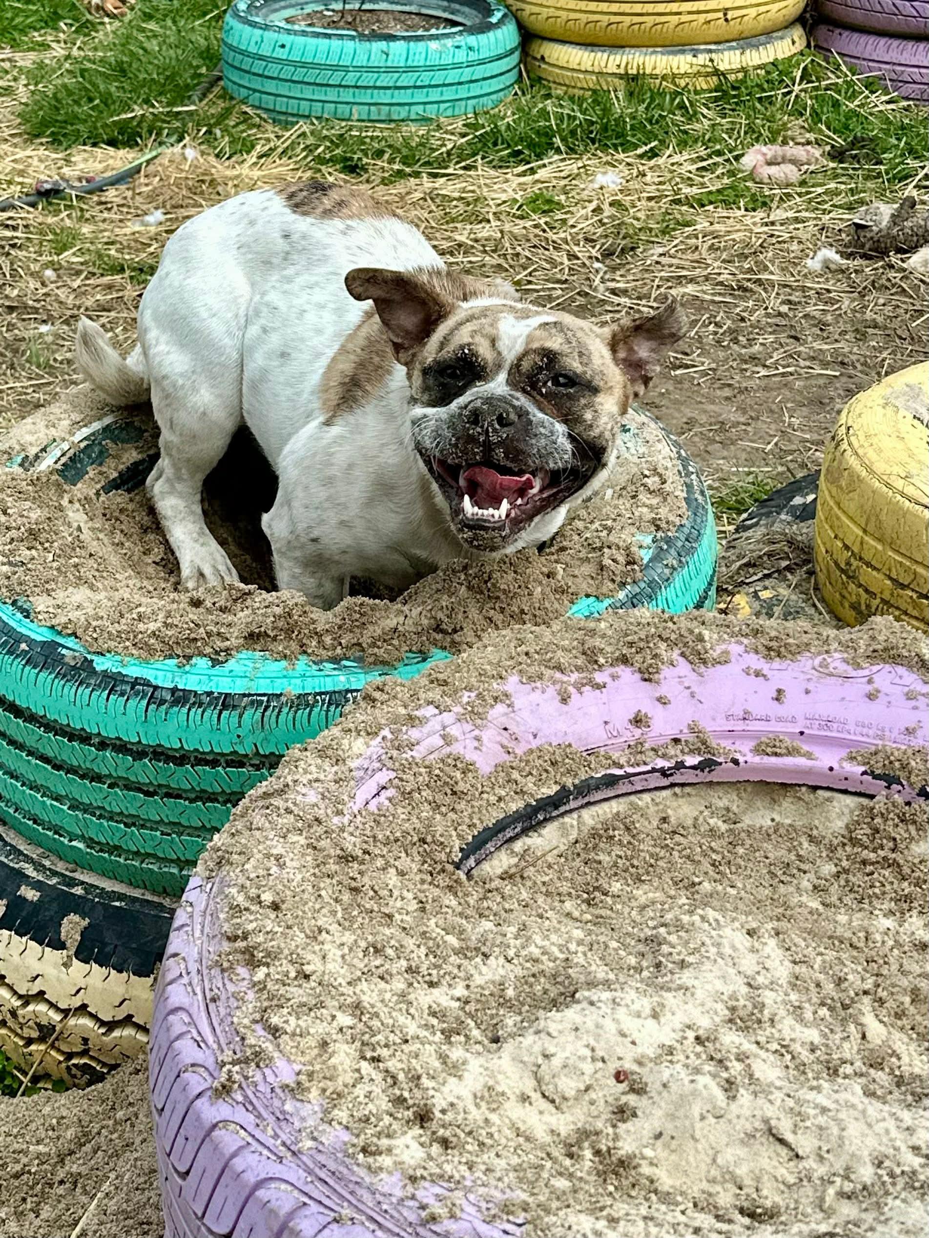 Enlarge Dot, a Adoptable mixed breed in INDIANAPOLIS, IN image 4/6