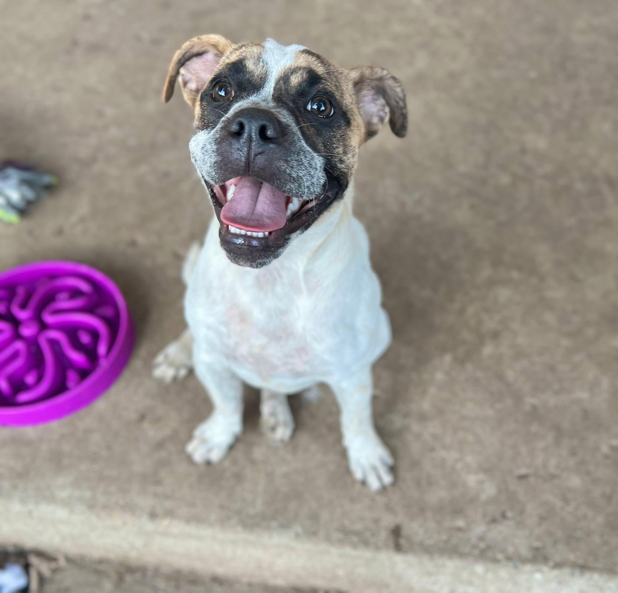 Dot, Adoptable, Puppy Female Bulldog.