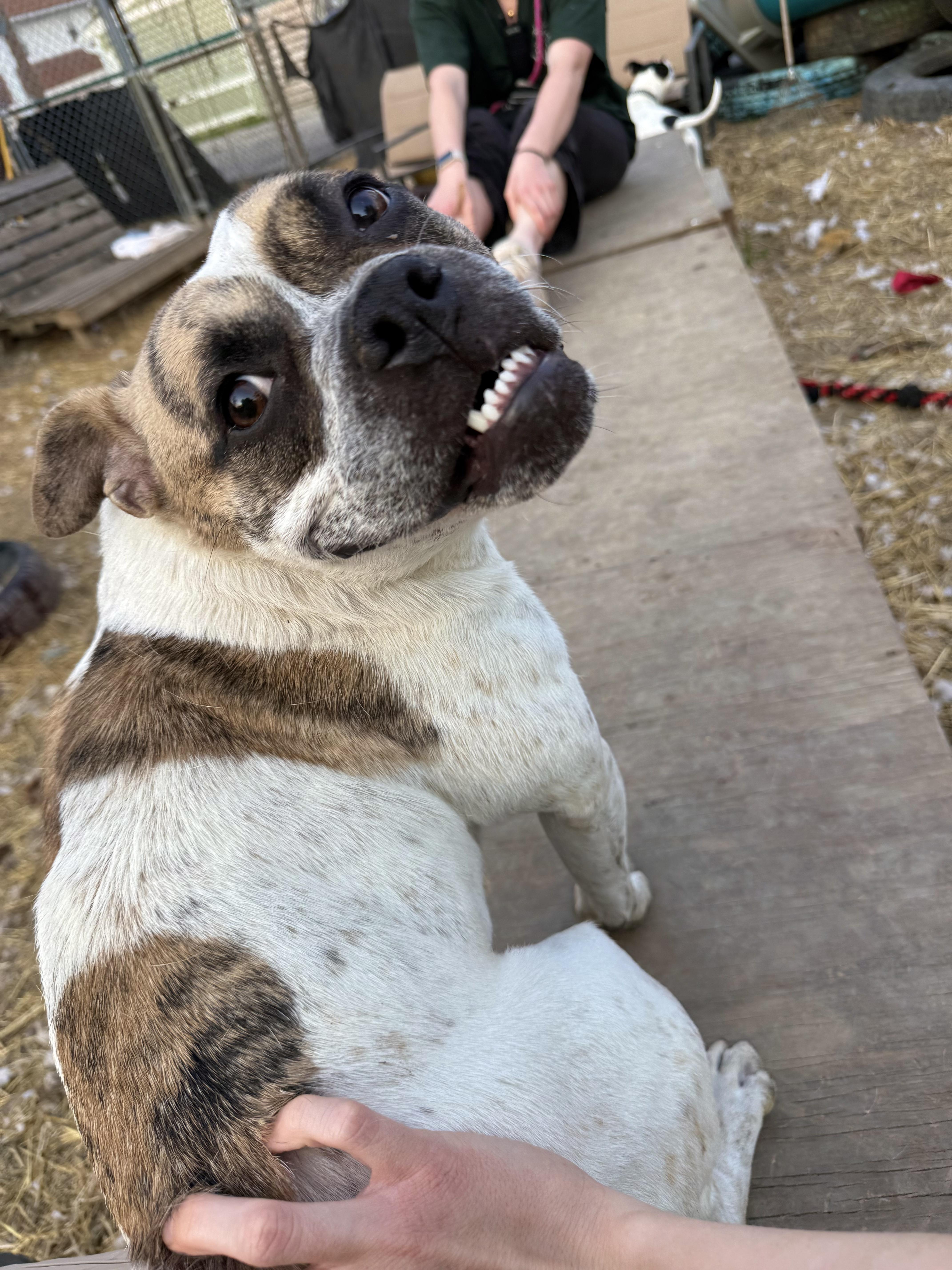 Enlarge Dot, a Adoptable mixed breed in INDIANAPOLIS, IN image 6/6