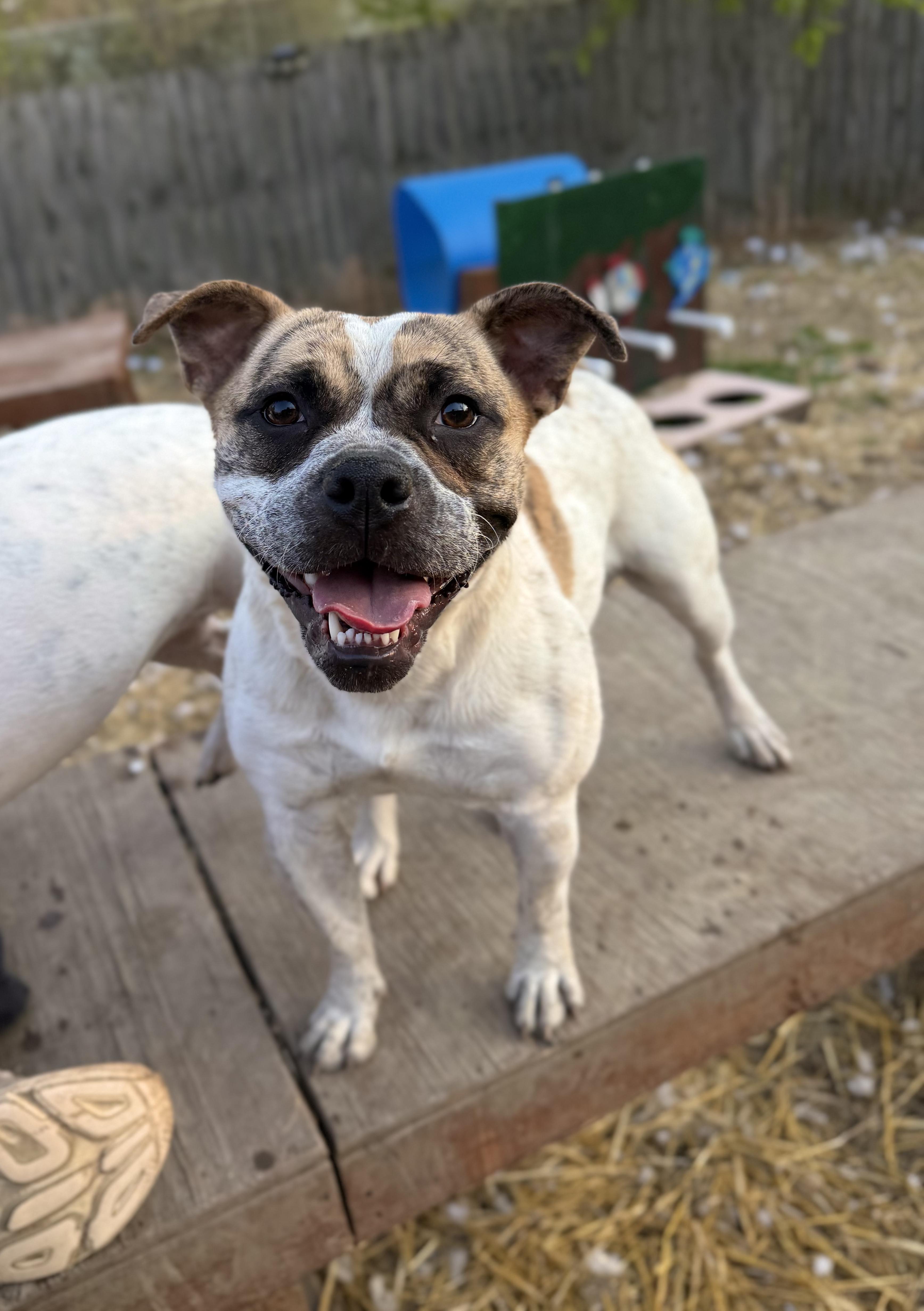 Enlarge Dot, a Adoptable mixed breed in INDIANAPOLIS, IN image 1/6
