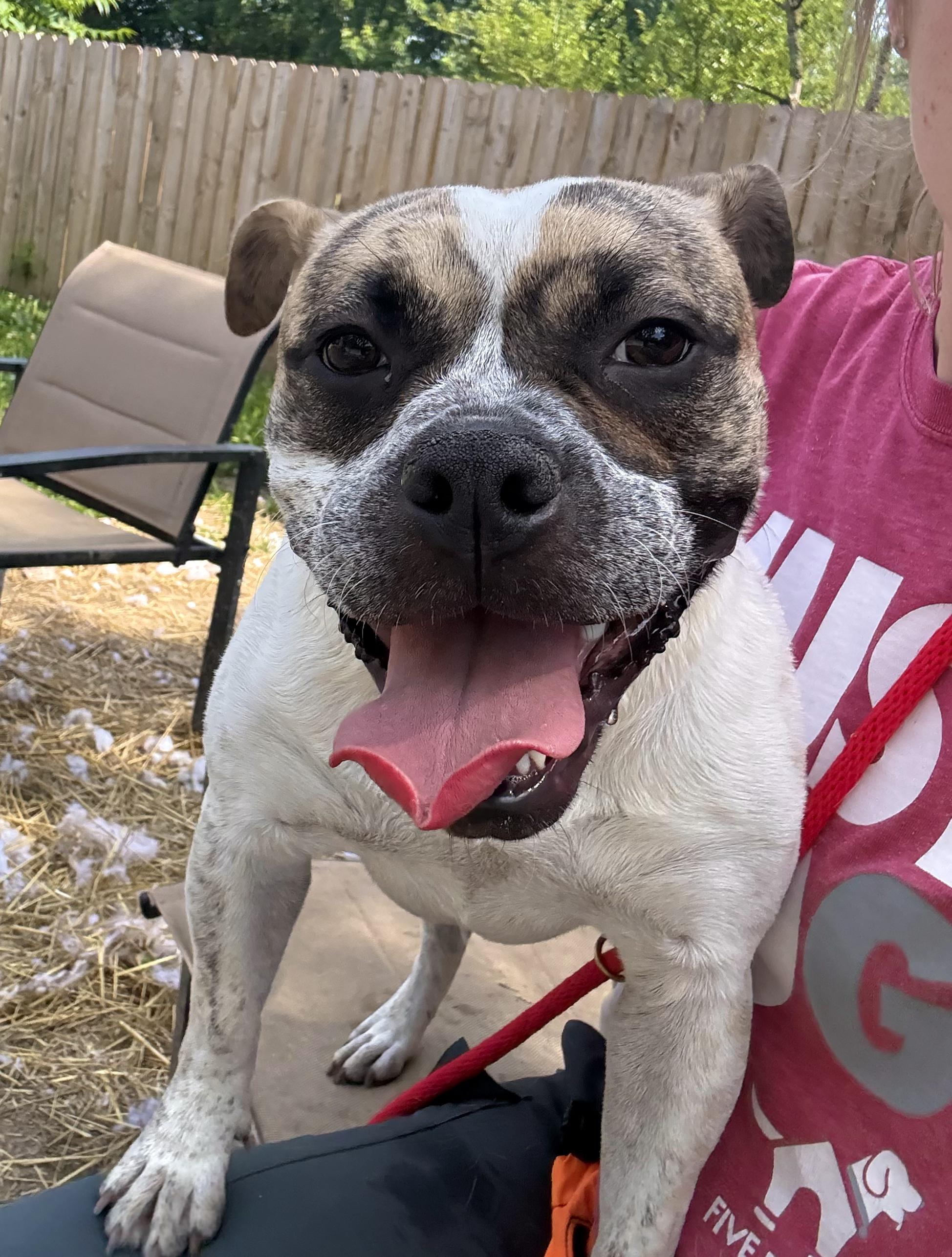 Enlarge Dot, a Adoptable mixed breed in INDIANAPOLIS, IN image 4/6