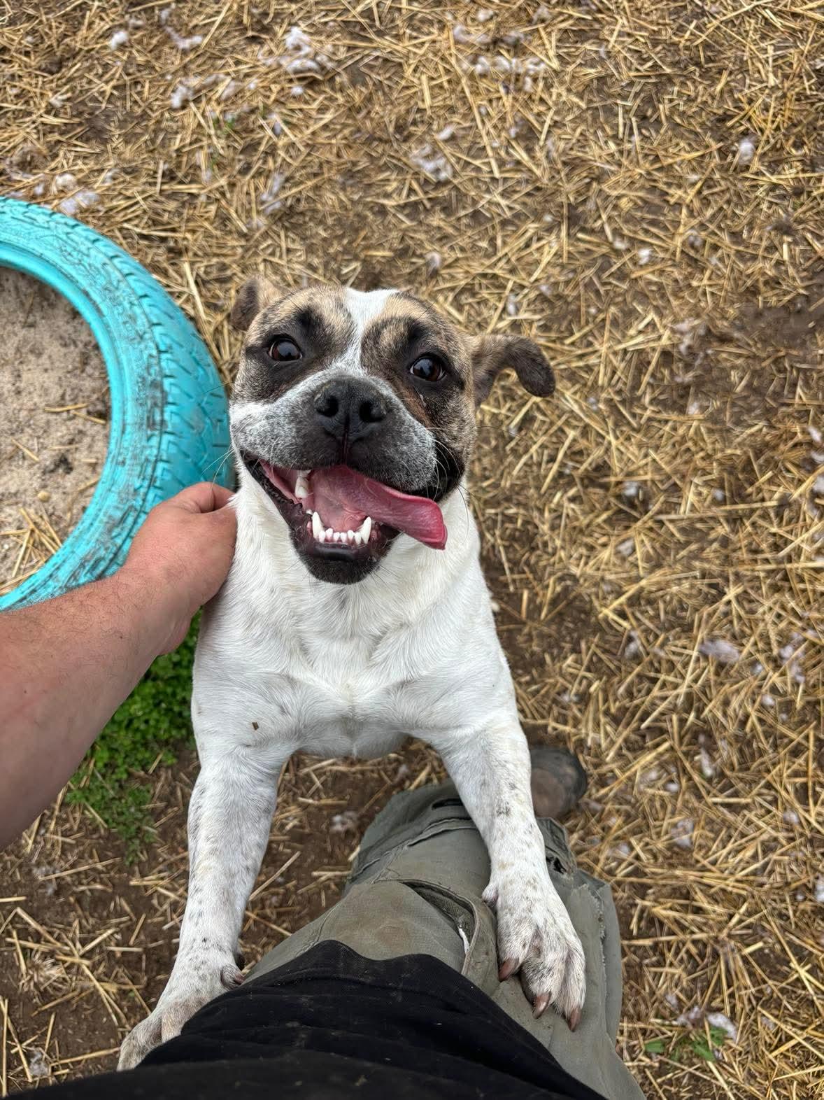 Enlarge Dot, a Adoptable mixed breed in INDIANAPOLIS, IN image 5/6