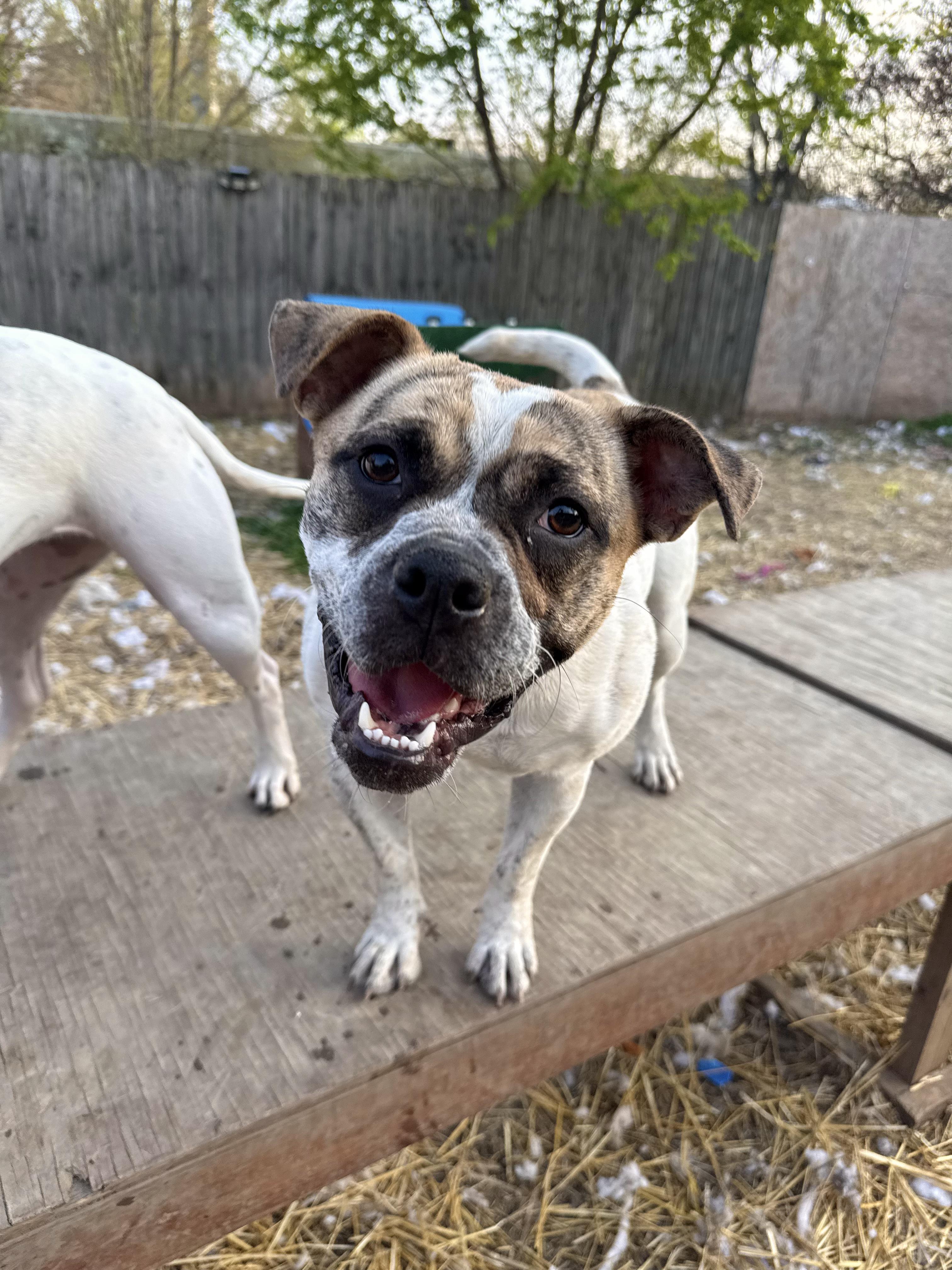Enlarge Dot, a Adoptable mixed breed in INDIANAPOLIS, IN image 2/6