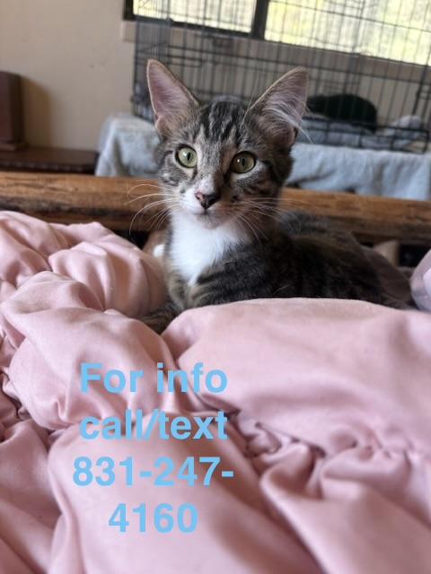 Froyo, a Adoptable Domestic Short Hair in Santa Cruz, CA image 2/3