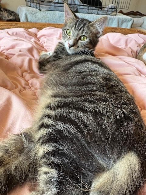 Froyo, a Adoptable Domestic Short Hair in Santa Cruz, CA image 2/3