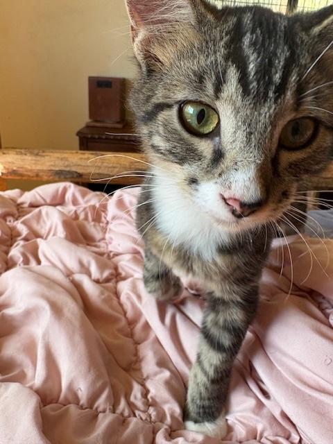 Froyo, a Adoptable Domestic Short Hair in Santa Cruz, CA image 3/3