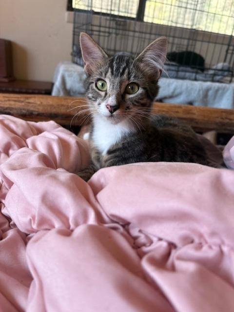 Froyo, a Adoptable Domestic Short Hair in Santa Cruz, CA image 1/3