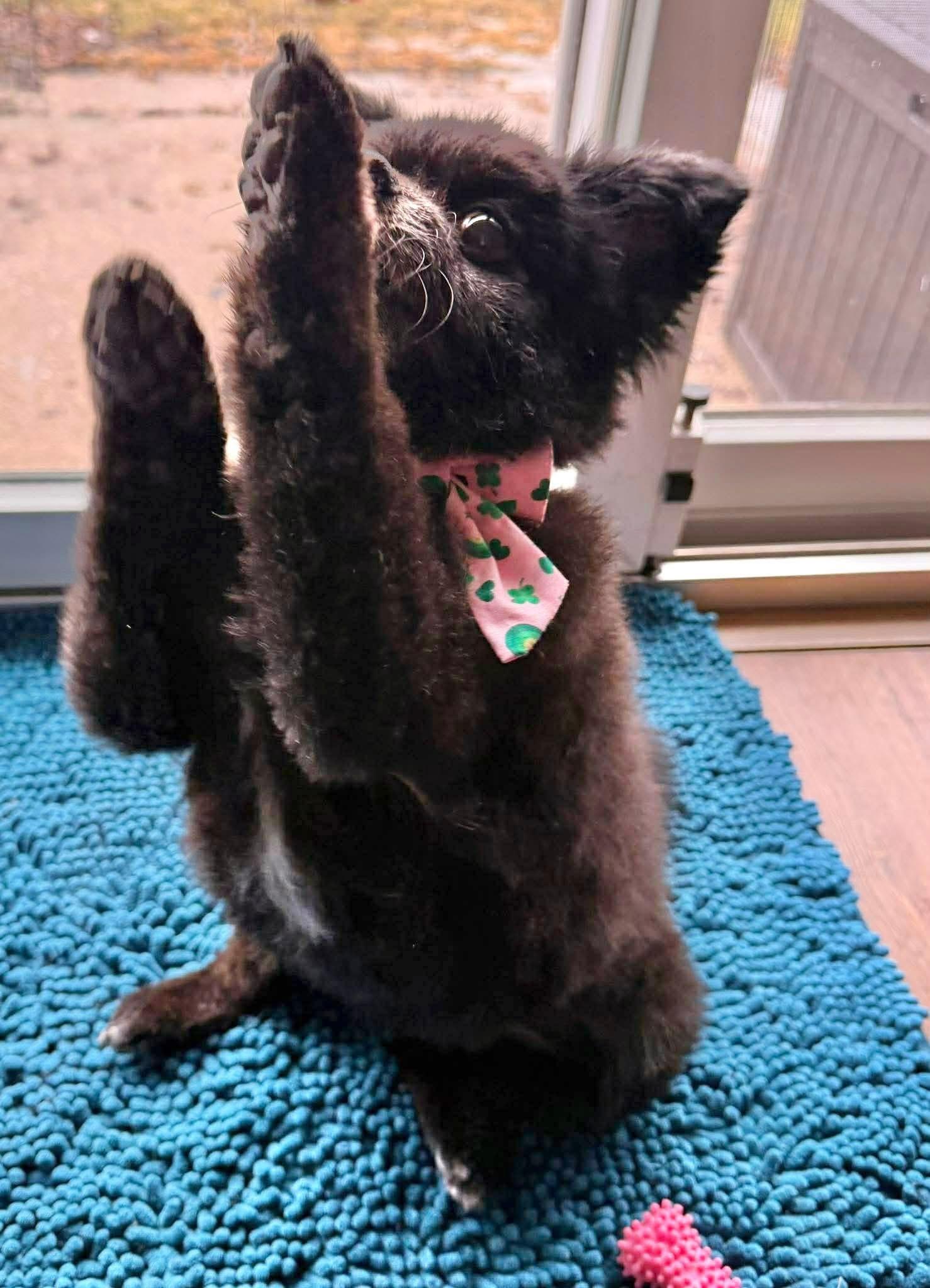 Enlarge Joy, a ADOPTABLE Pomeranian in Saginaw, MI image 2/3