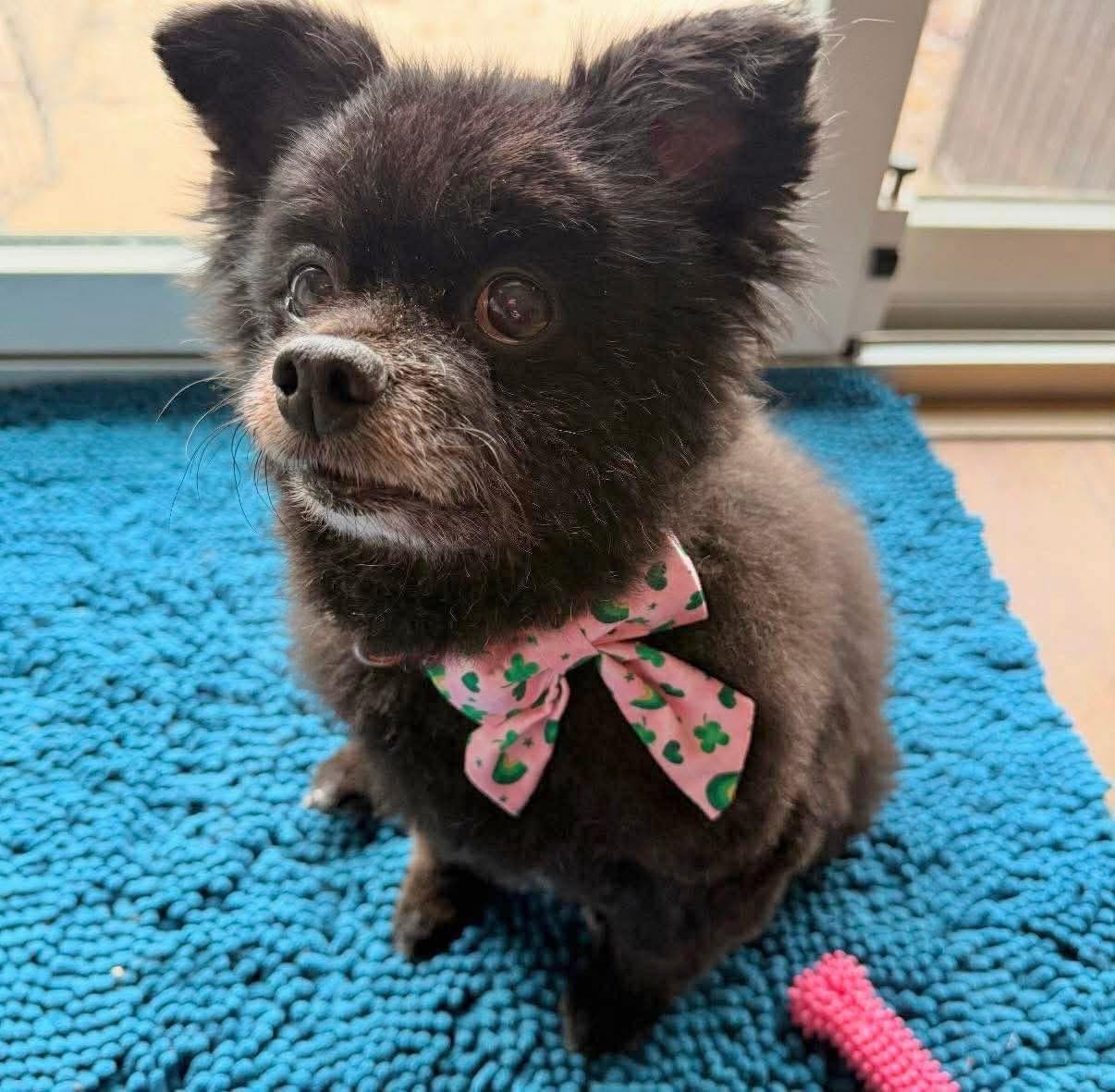 Enlarge Joy, a ADOPTABLE Pomeranian in Saginaw, MI image 3/3