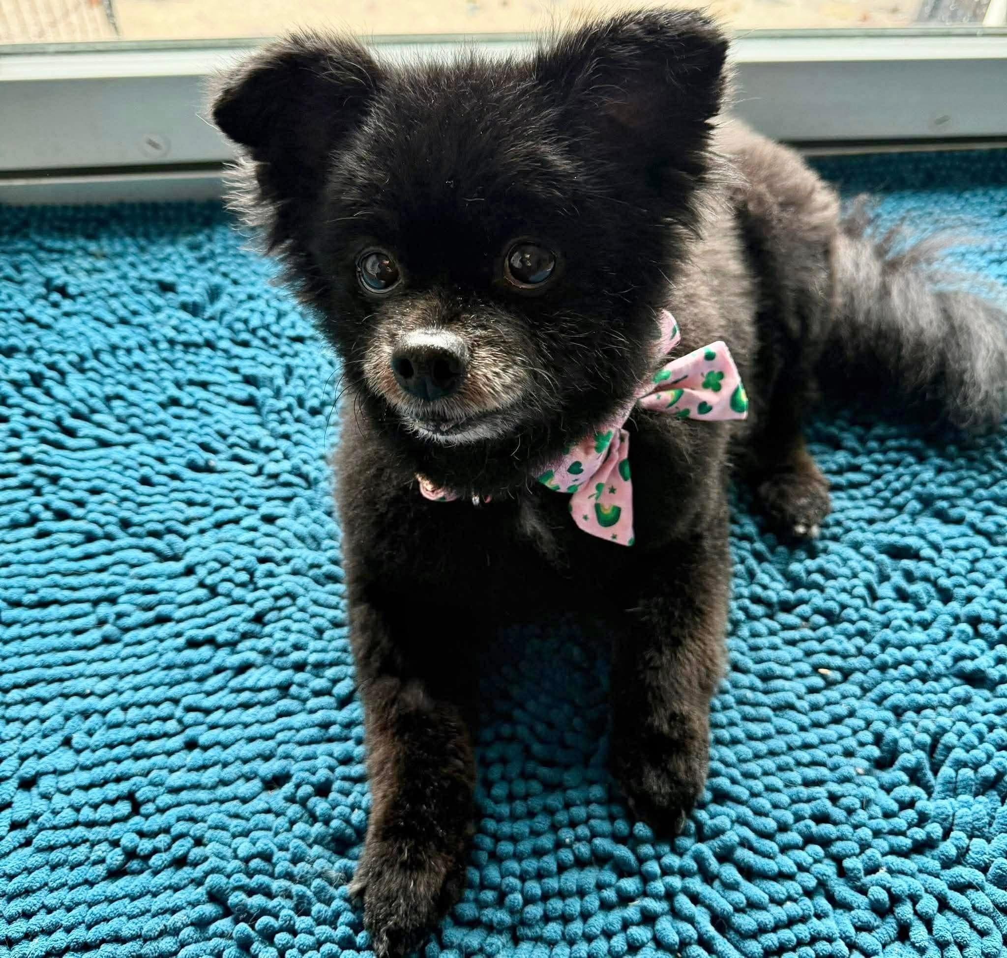 Enlarge Joy, a ADOPTABLE Pomeranian in Saginaw, MI image 1/3