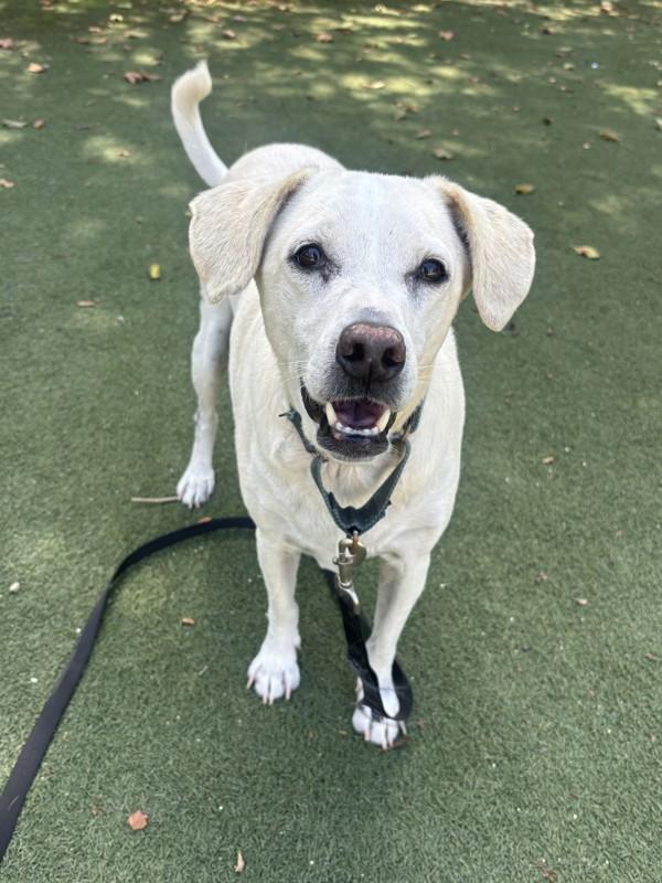 Cozmo, Adoptable, Adult Male Labrador Retriever & Parson Russell Terrier.