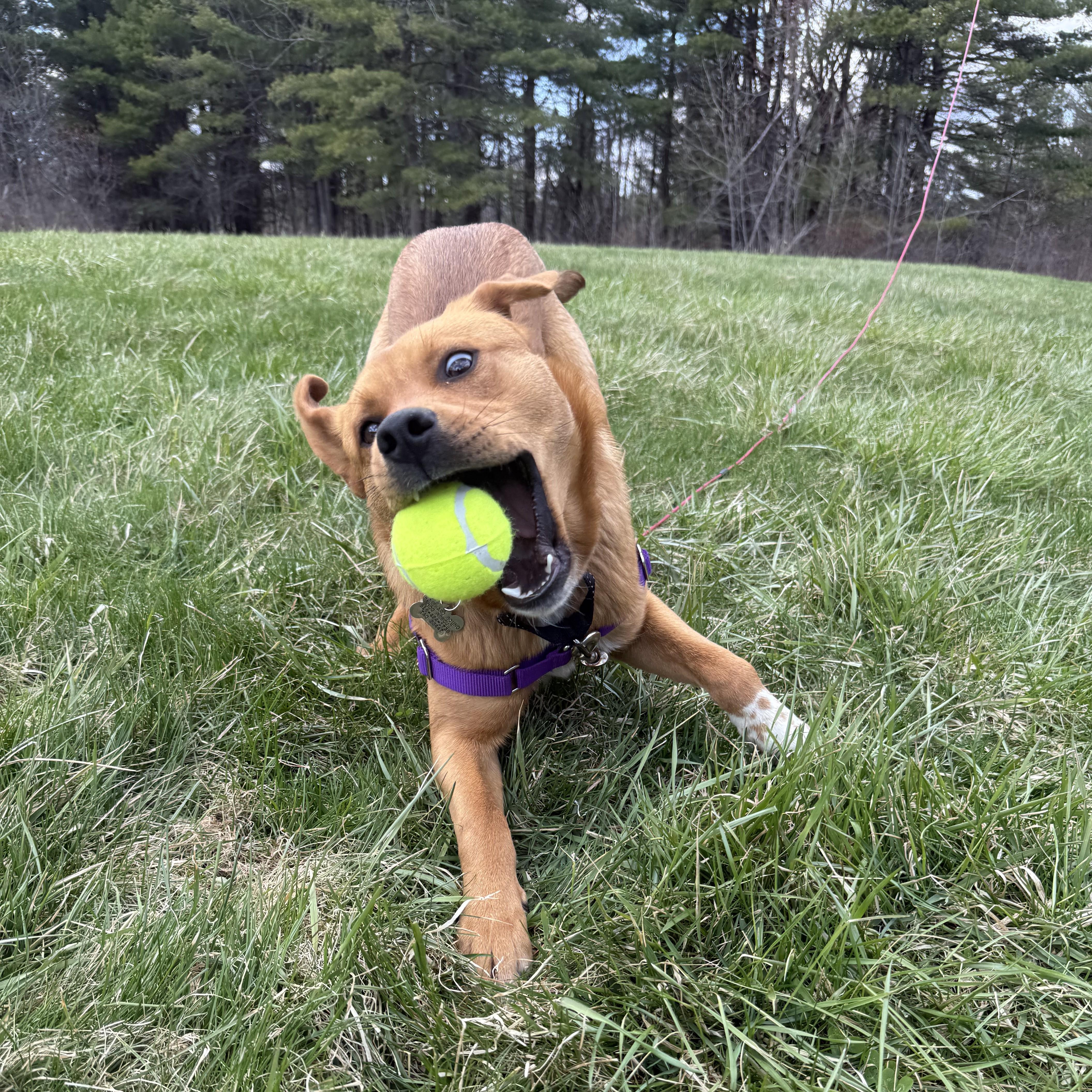 Enlarge Brownie, a Adoptable Mixed Breed in Albany, NY image 2/5