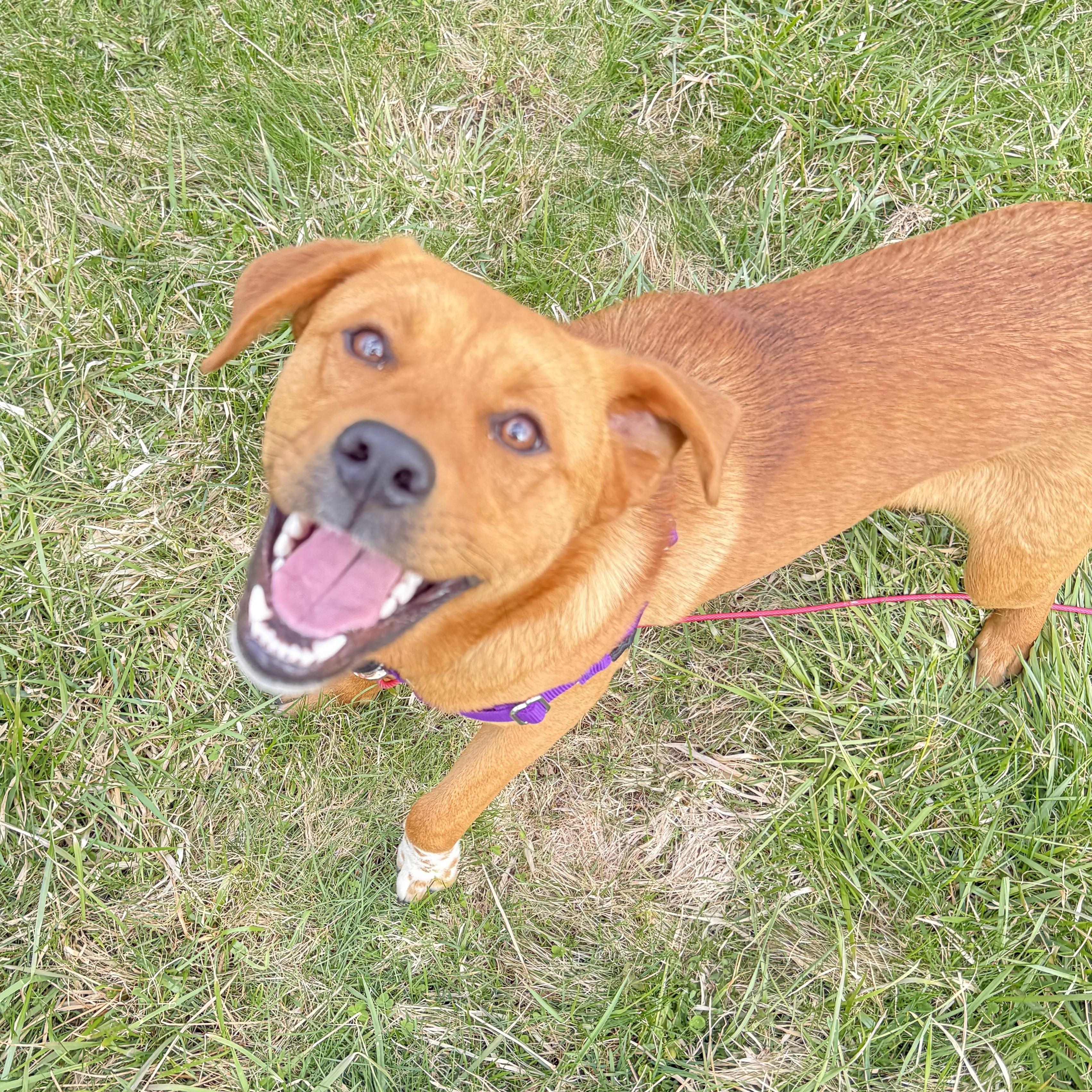 Enlarge Brownie, a Adoptable Mixed Breed in Albany, NY image 5/5