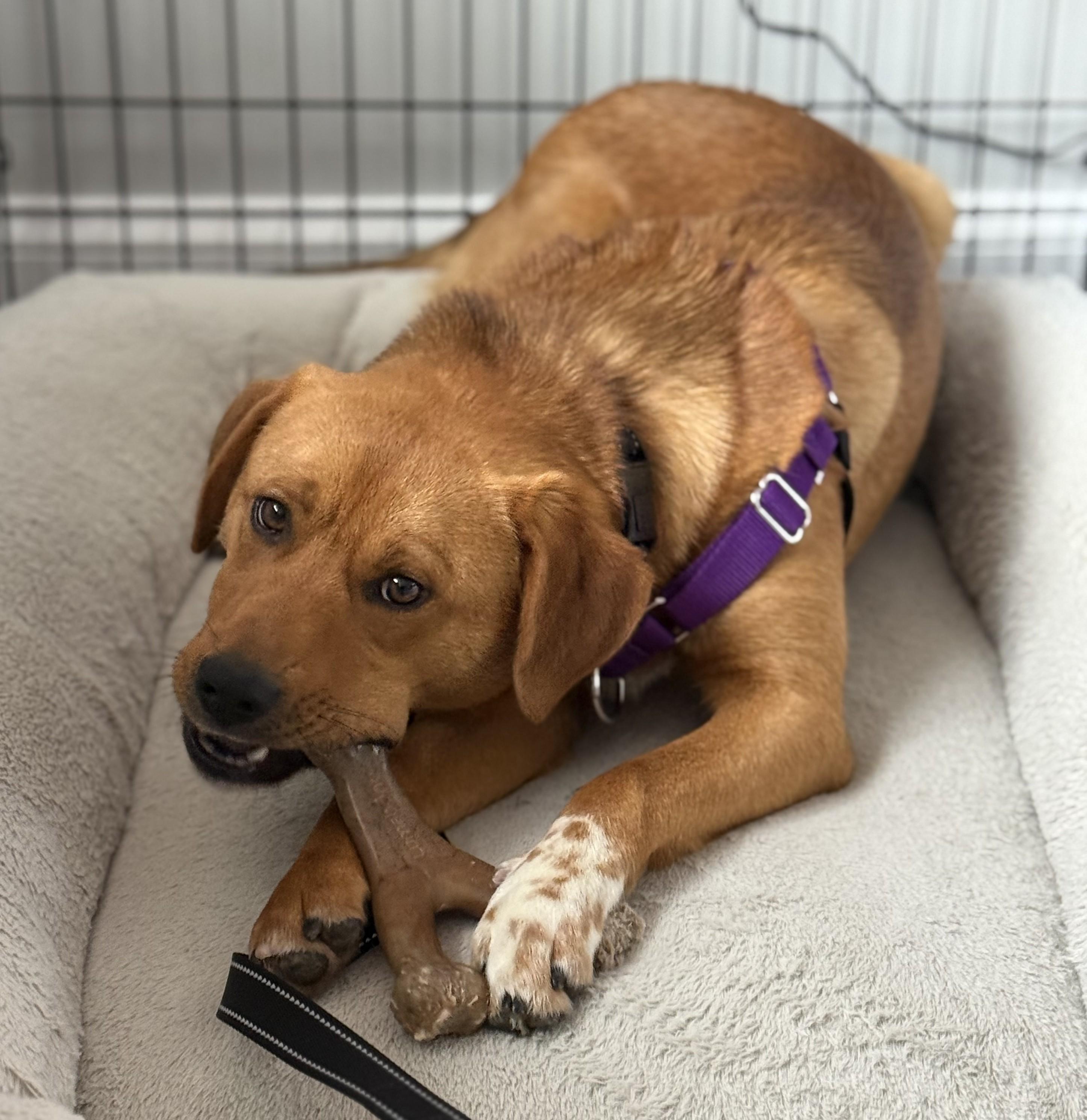 Enlarge Brownie, a Adoptable Mixed Breed in Albany, NY image 1/5
