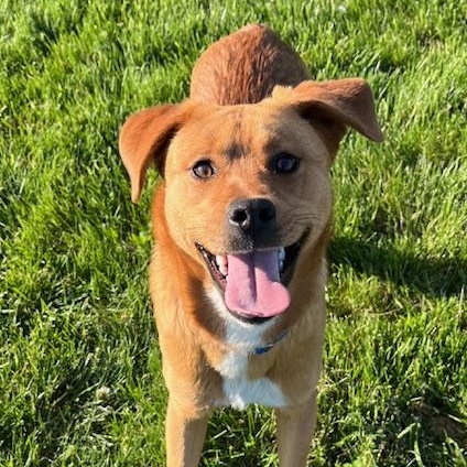 Enlarge Brownie, a Adoptable Mixed Breed in Albany, NY image 4/5