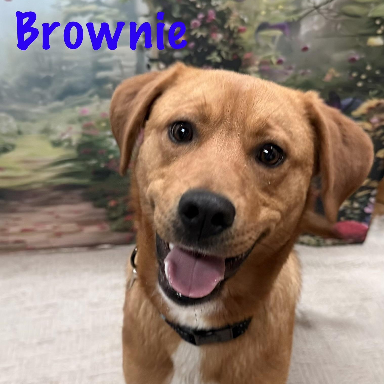 Enlarge Brownie, a Adoptable Mixed Breed in Albany, NY image 3/5